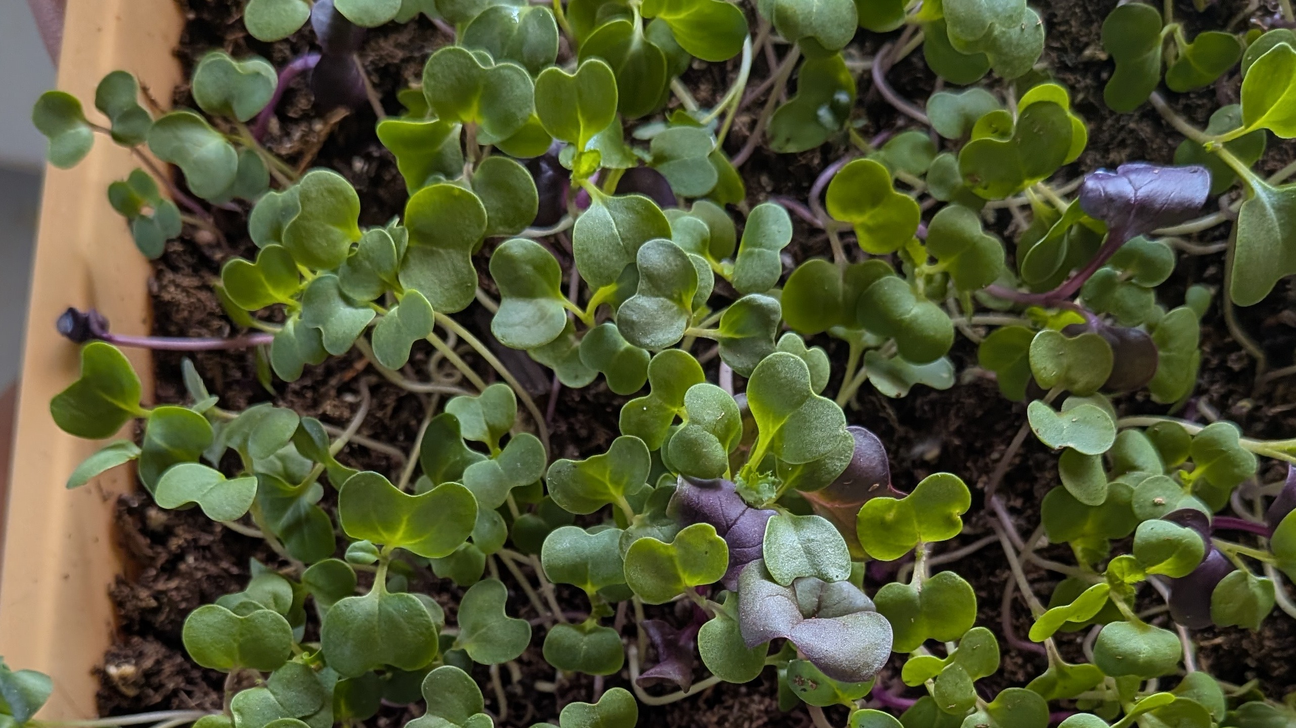 Arugula Microgreens