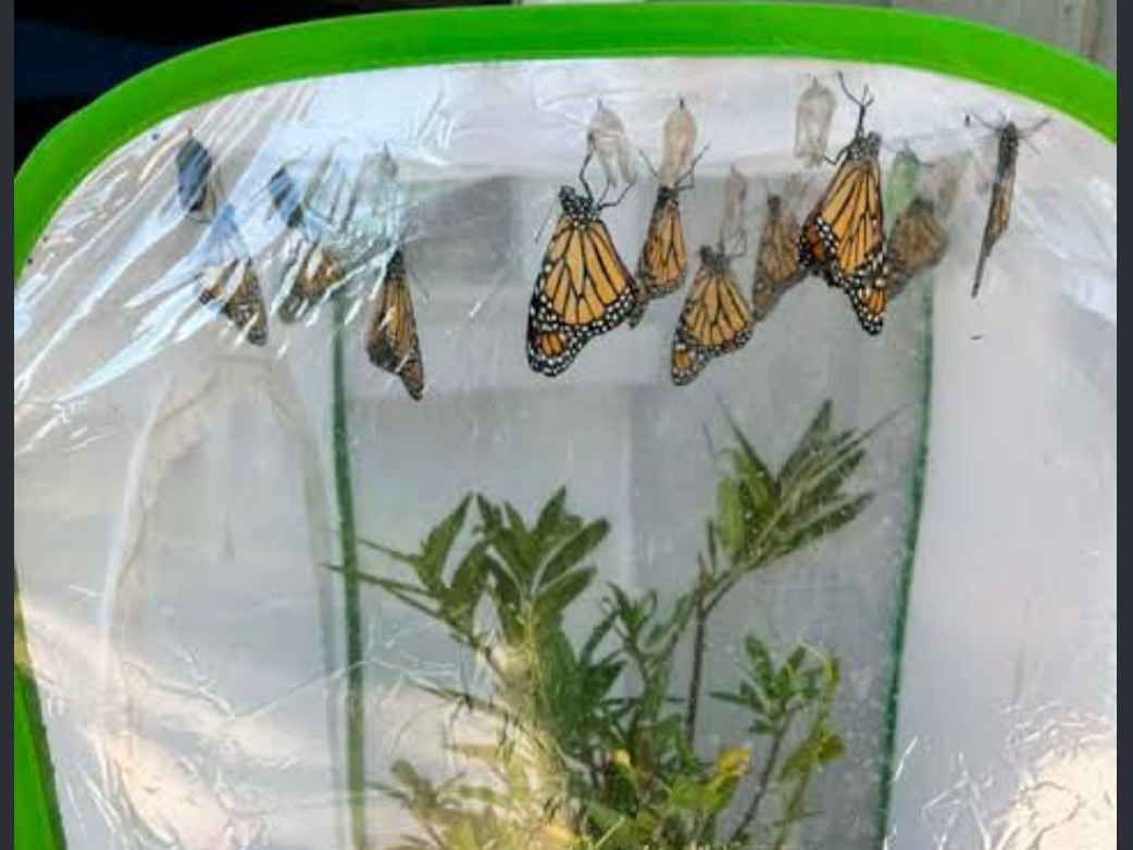 Monarch Rasing Kit