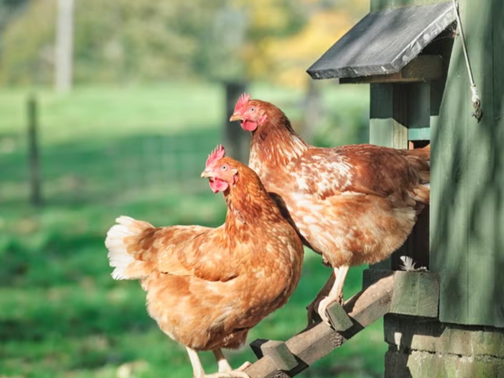 Thumbnail image 1 for Chicken Keeping Class