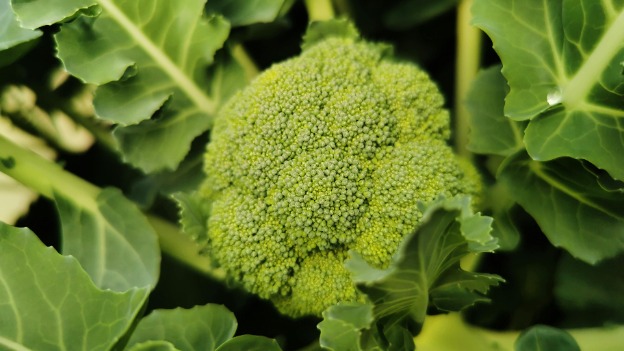 Broccoli