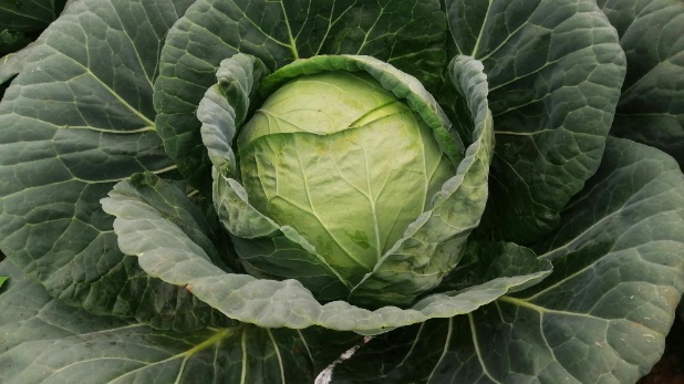 Cabbage