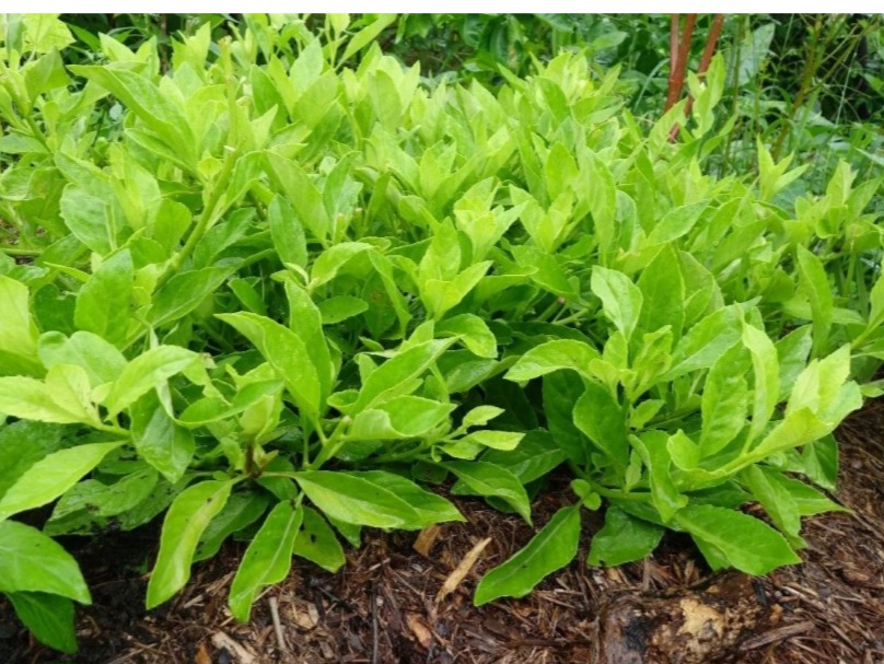 Longevity Spinach