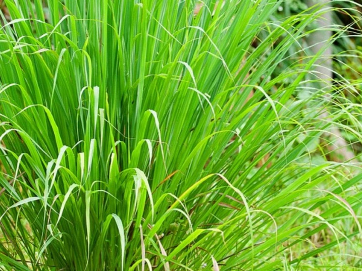 Lemongrass