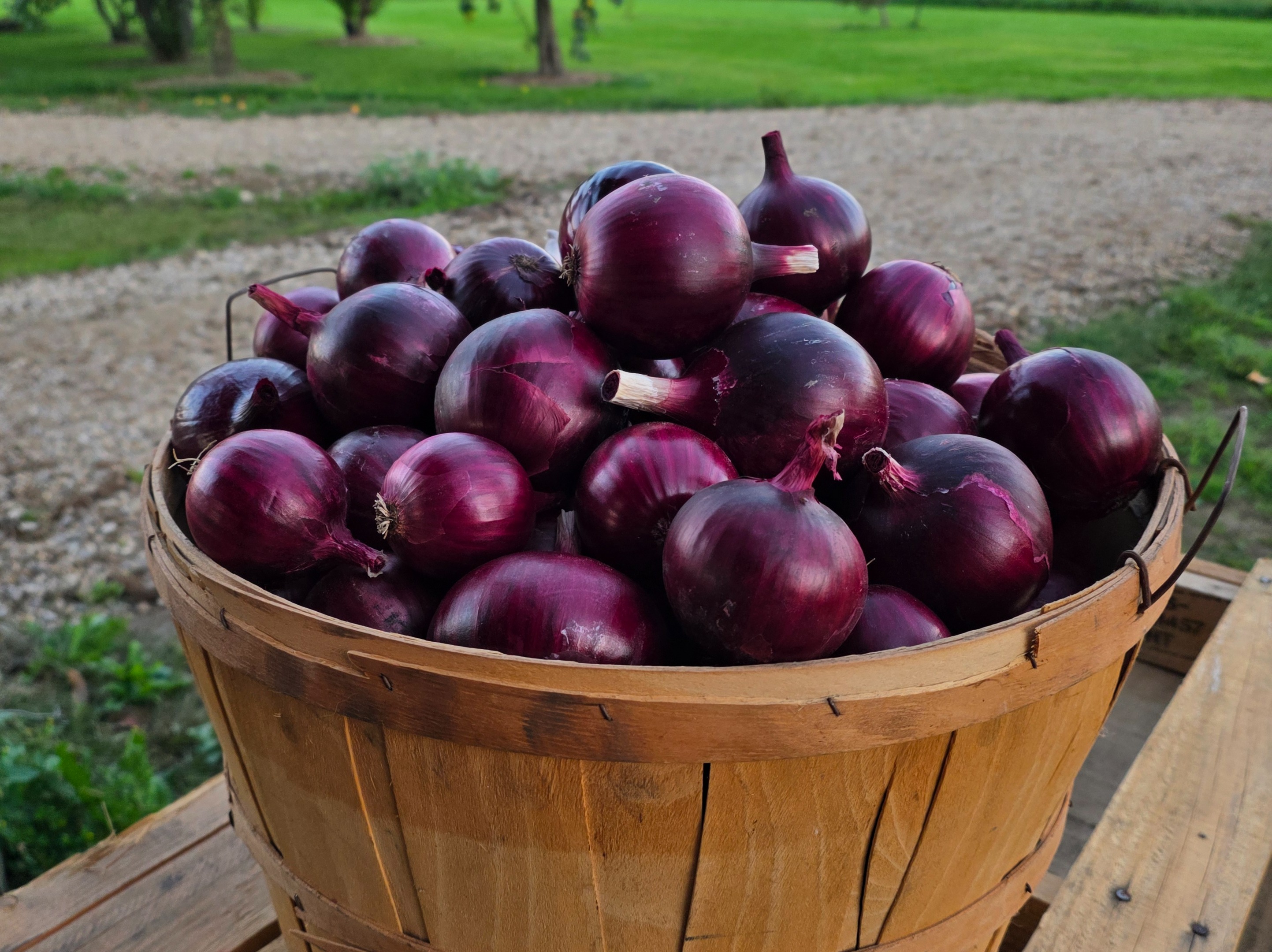 Cured Purple onions