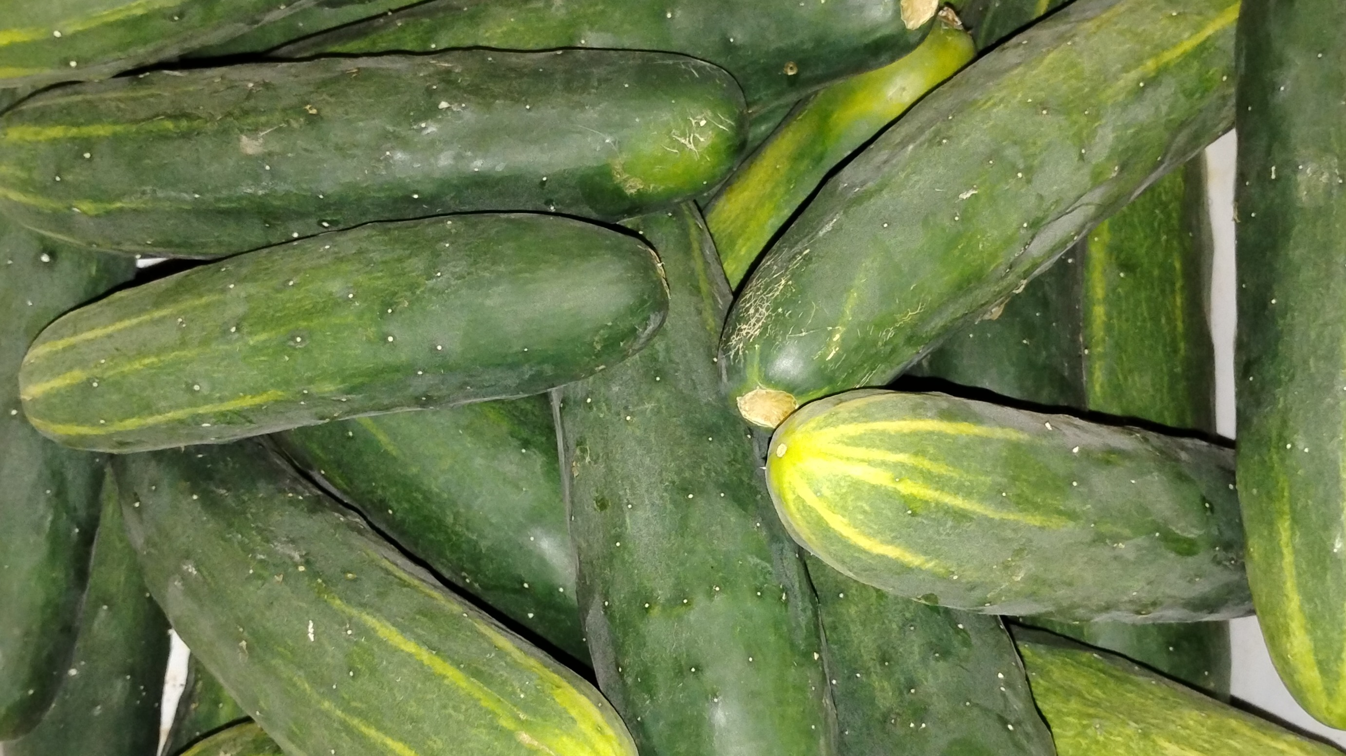 Thumbnail image 1 for Cucumbers