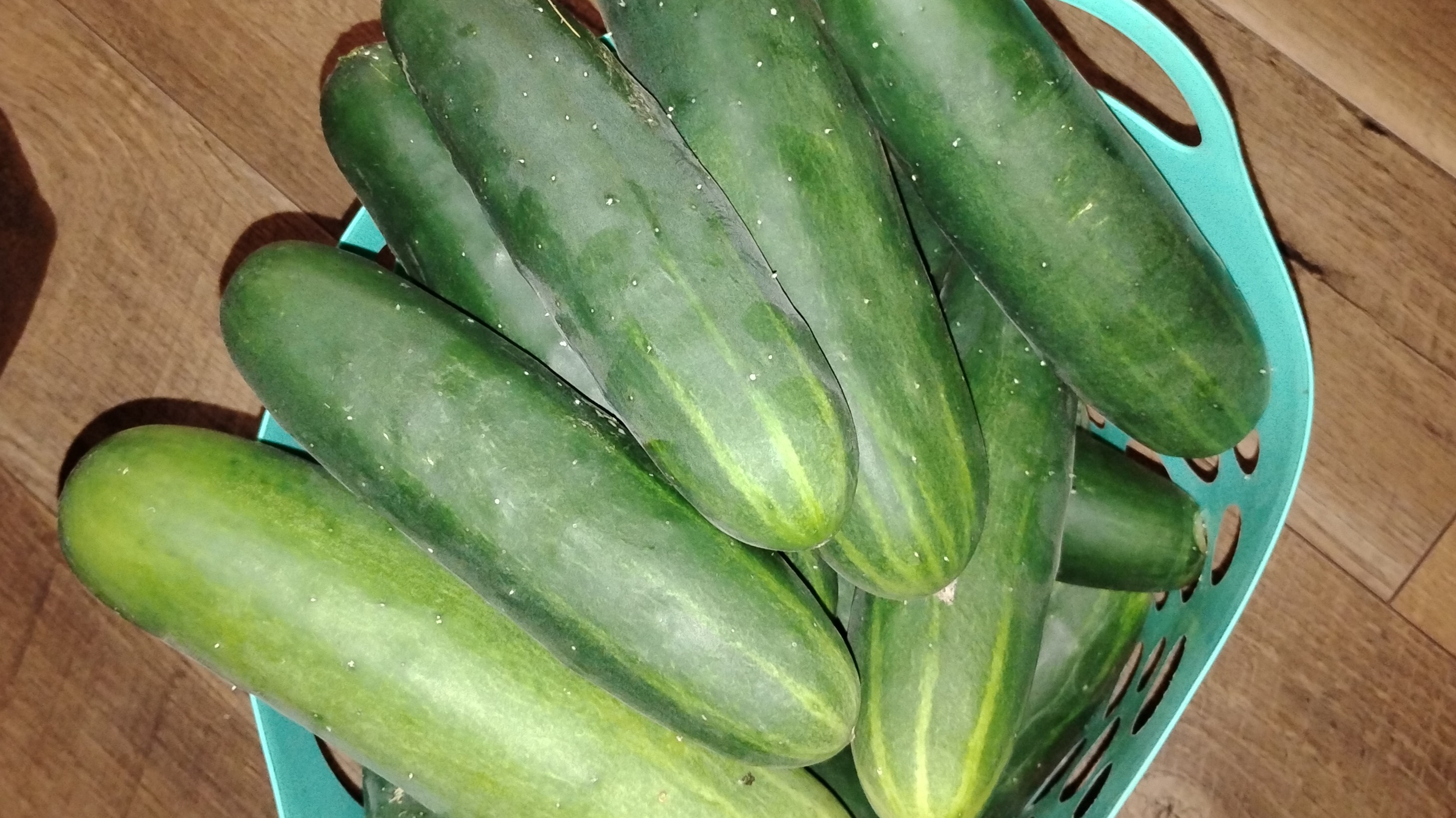 Thumbnail image 2 for Cucumbers