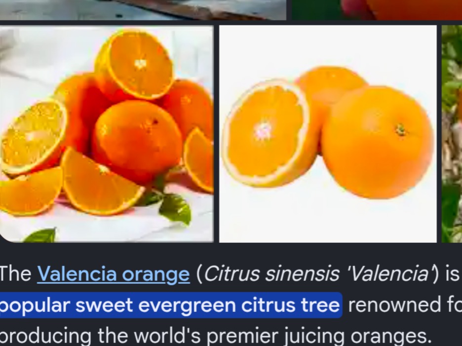 Valencia Oranges