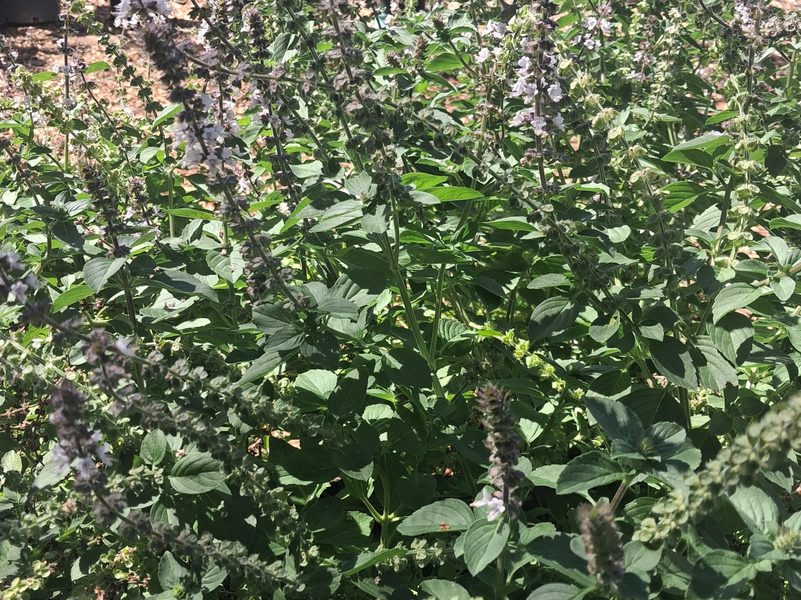 Fresh Basil