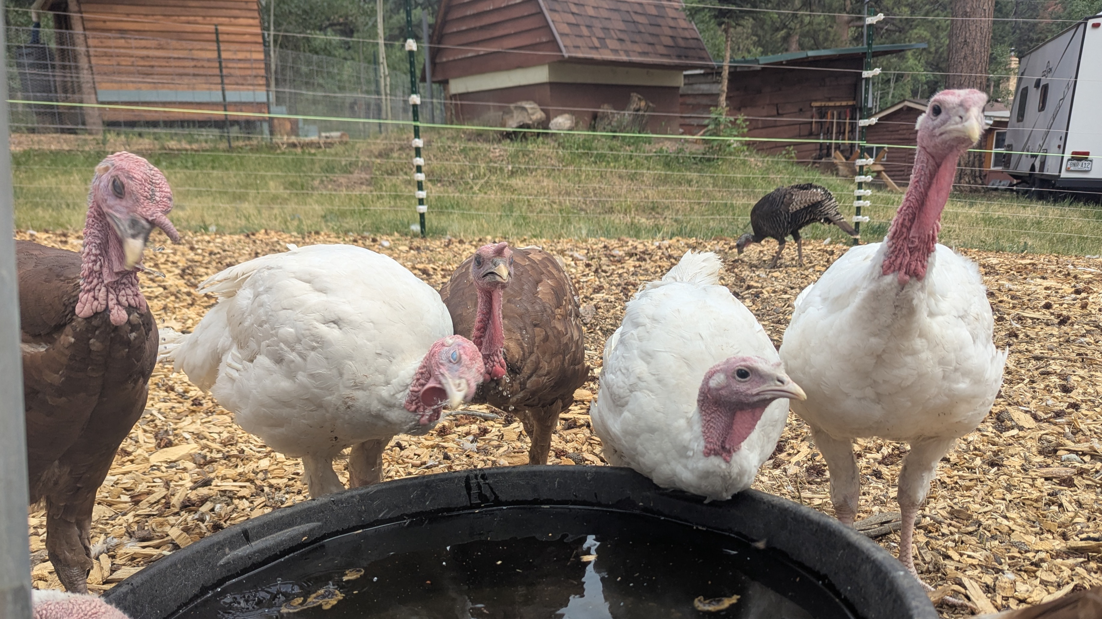 Thumbnail image 2 for Heritage Turkey Presale! 