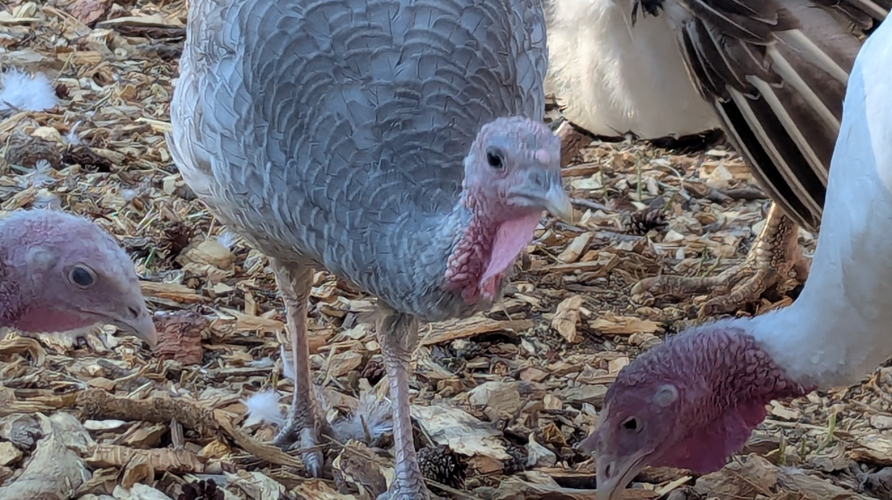 Thumbnail image 3 for Heritage Turkey Presale! 