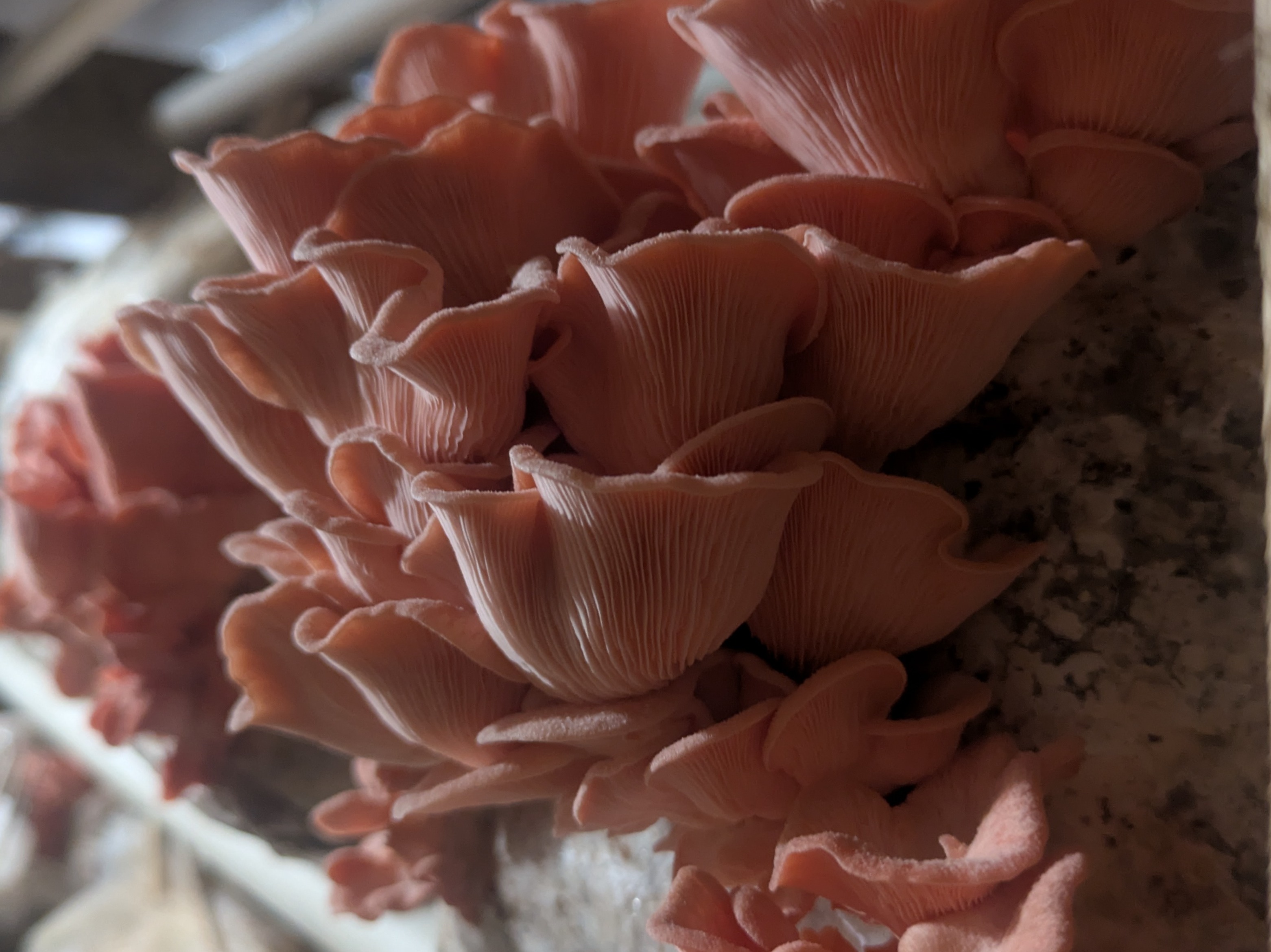 oyster mushrooms