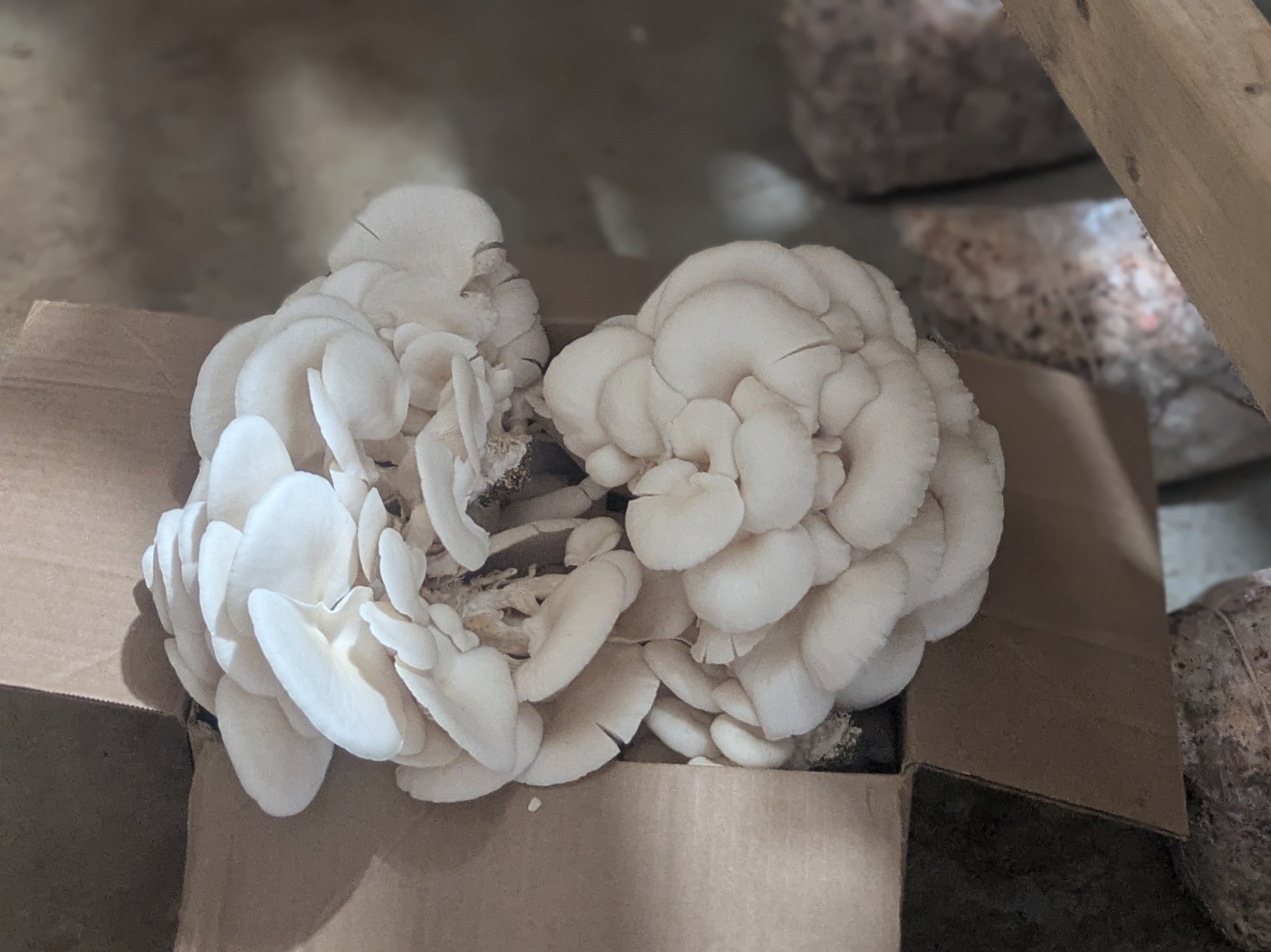 Thumbnail image 2 for oyster mushrooms