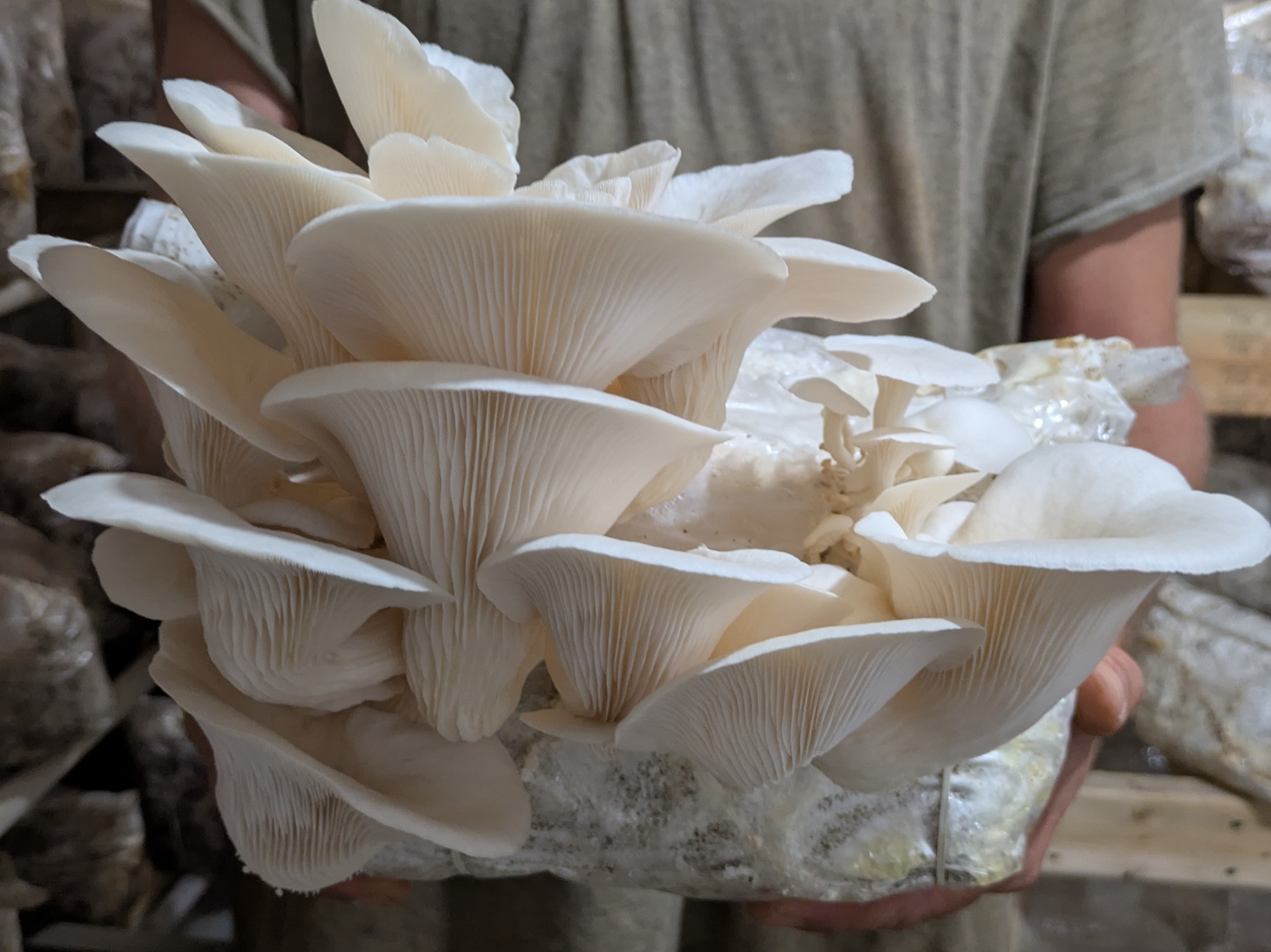 Thumbnail image 3 for oyster mushrooms
