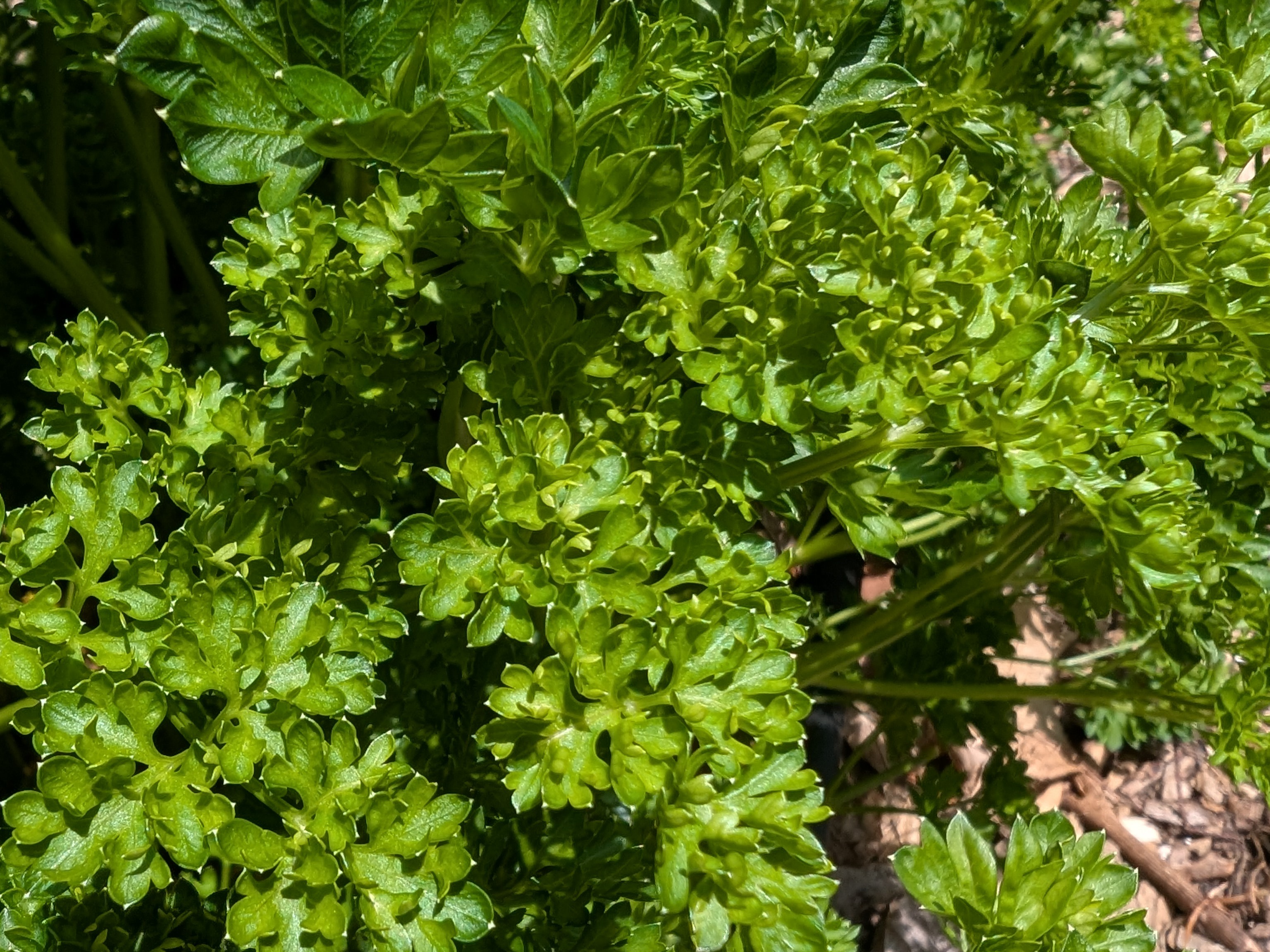 Thumbnail image 1 for Parsley