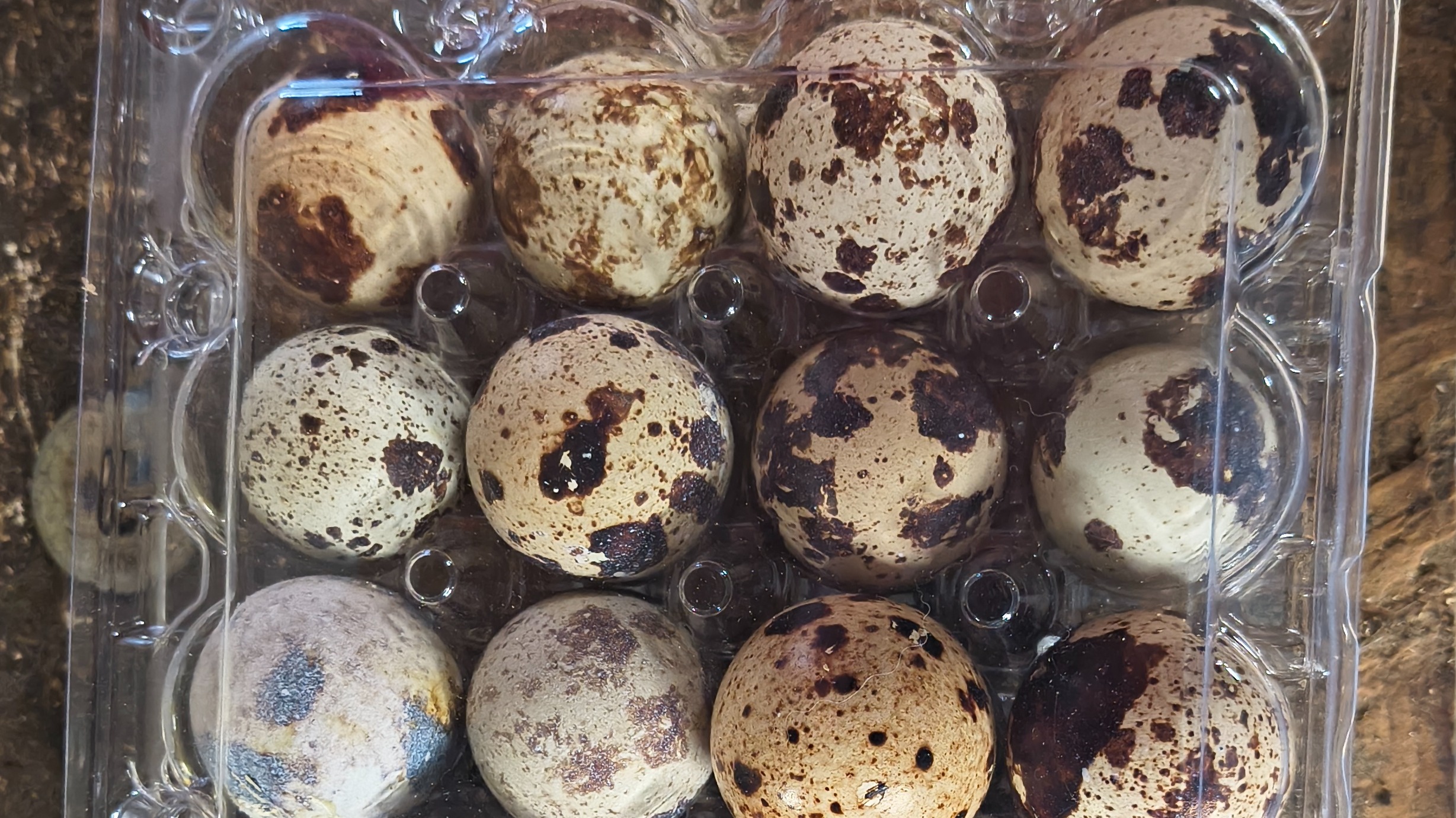 Pharaoh Quail eggs