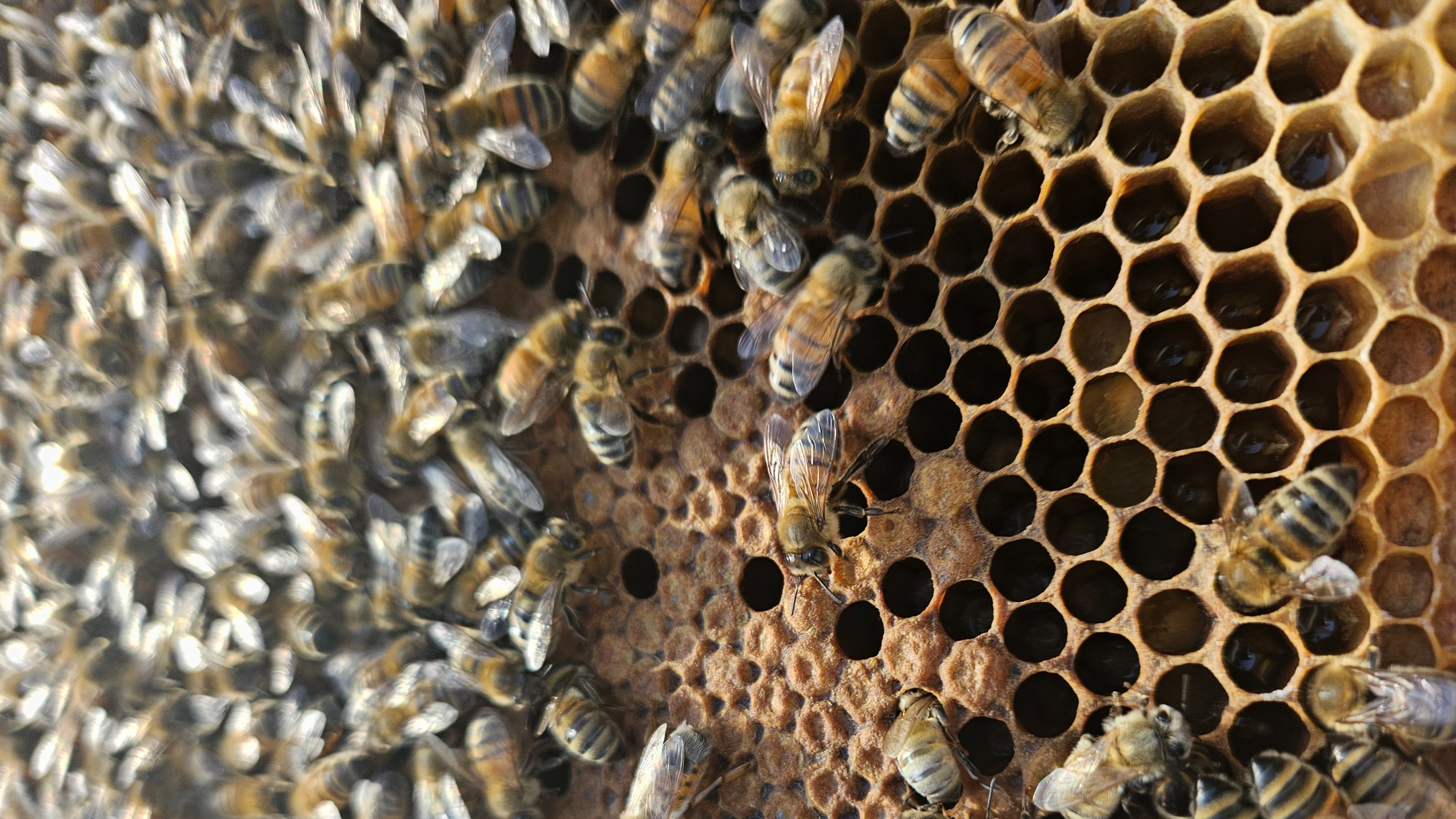 Thumbnail image 2 for Home Raised Honey Subscription Box