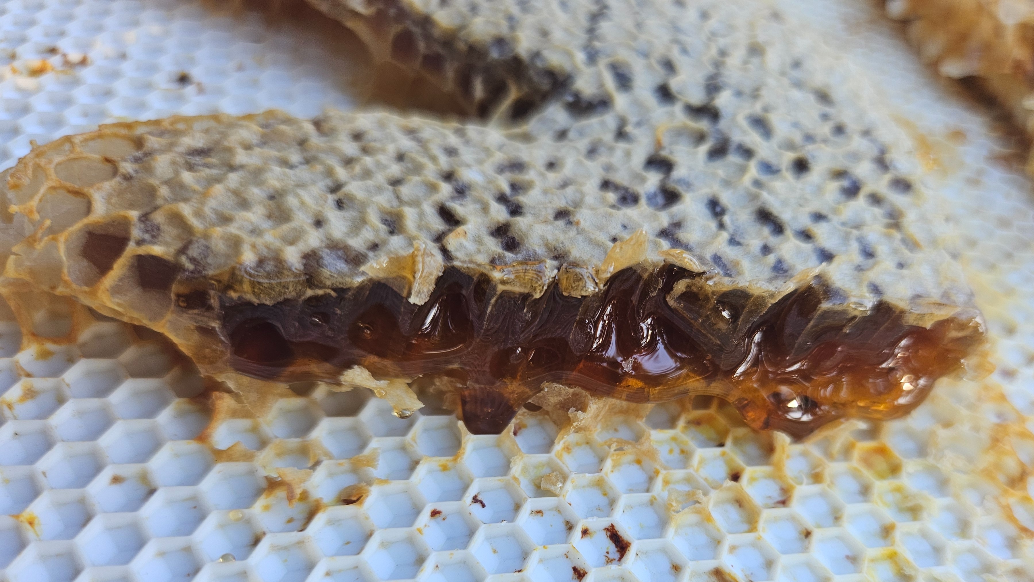 Thumbnail image 3 for Home Raised Honey Subscription Box
