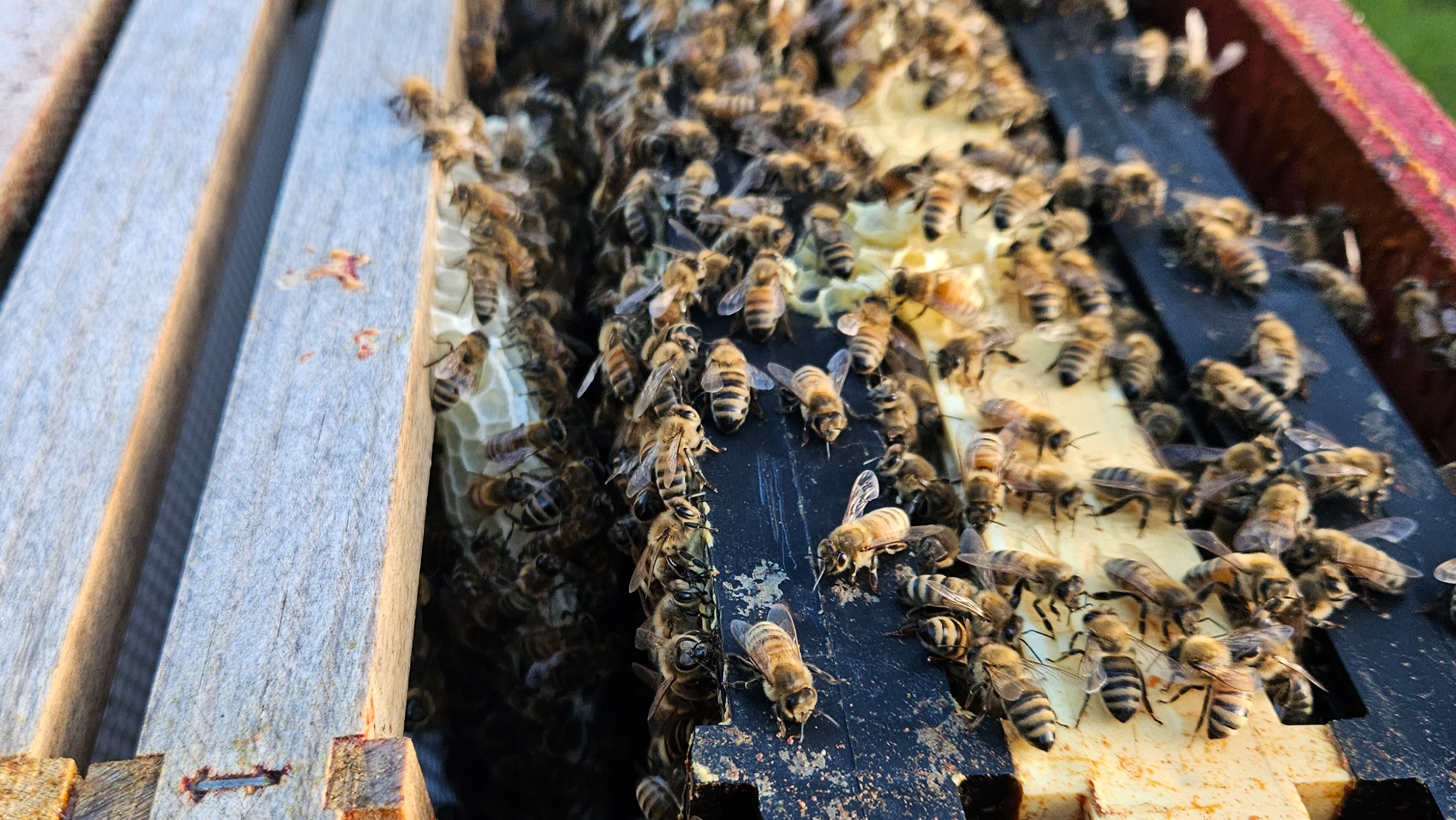 Thumbnail image 4 for Home Raised Honey Subscription Box