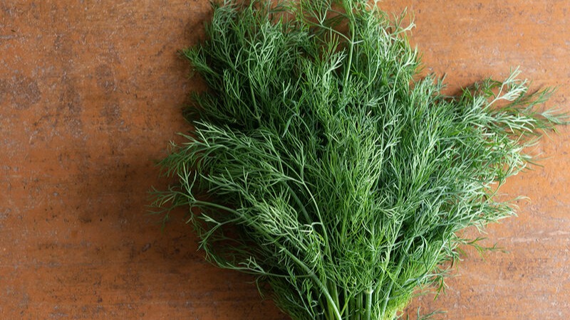 START - Dill