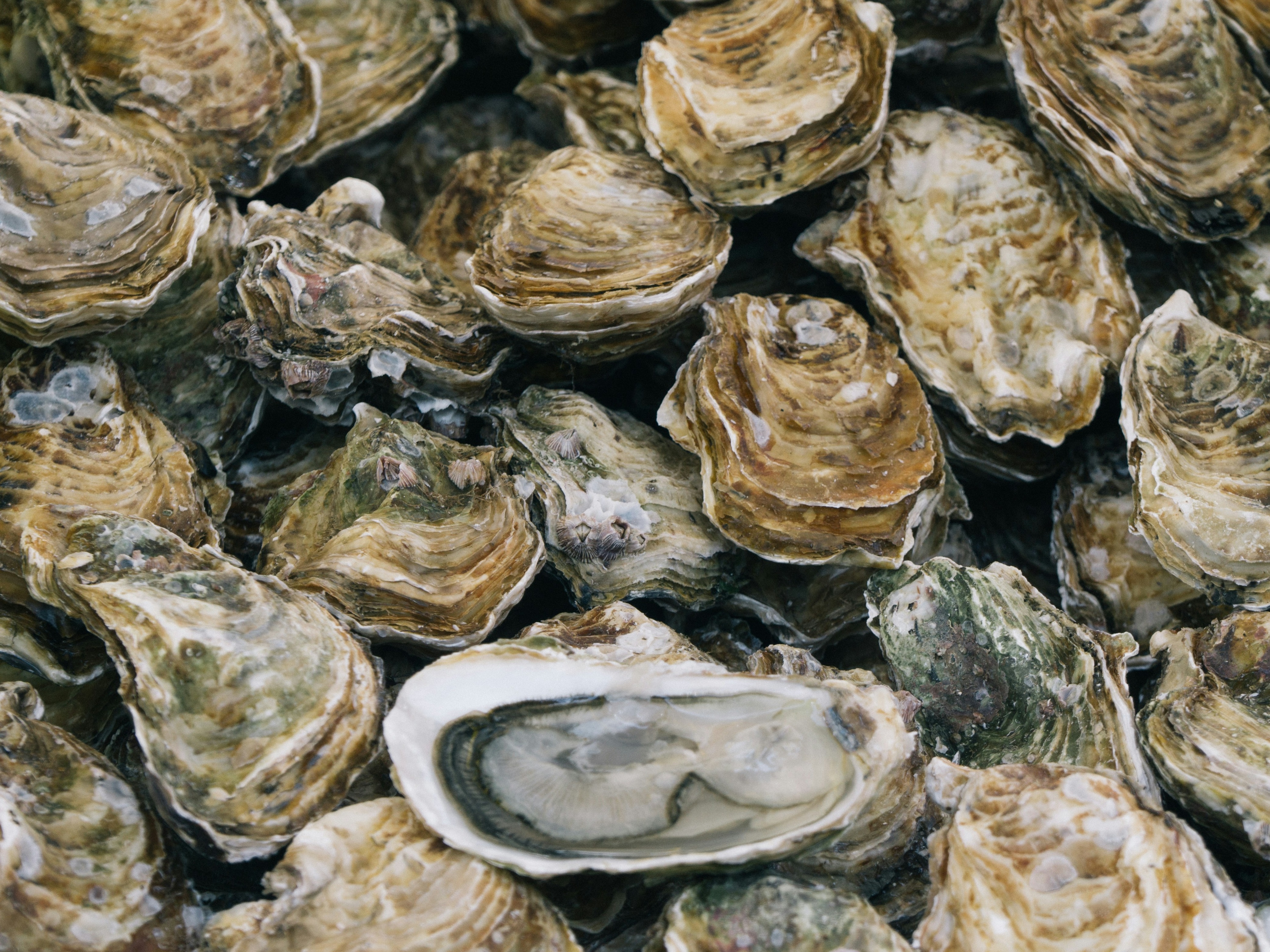 Medium Fresh Gulf Oysters (Shucked)