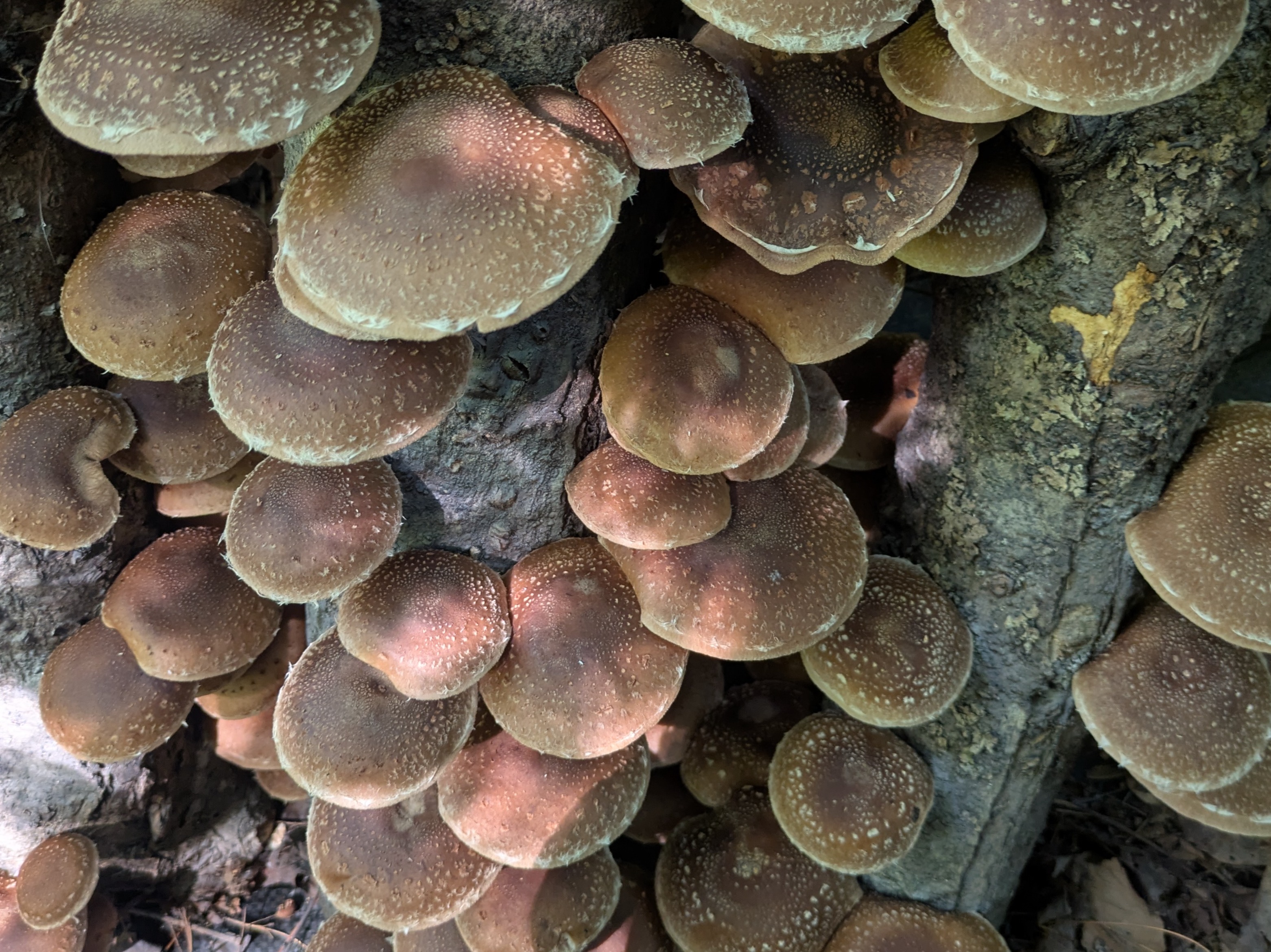 Shiitake
