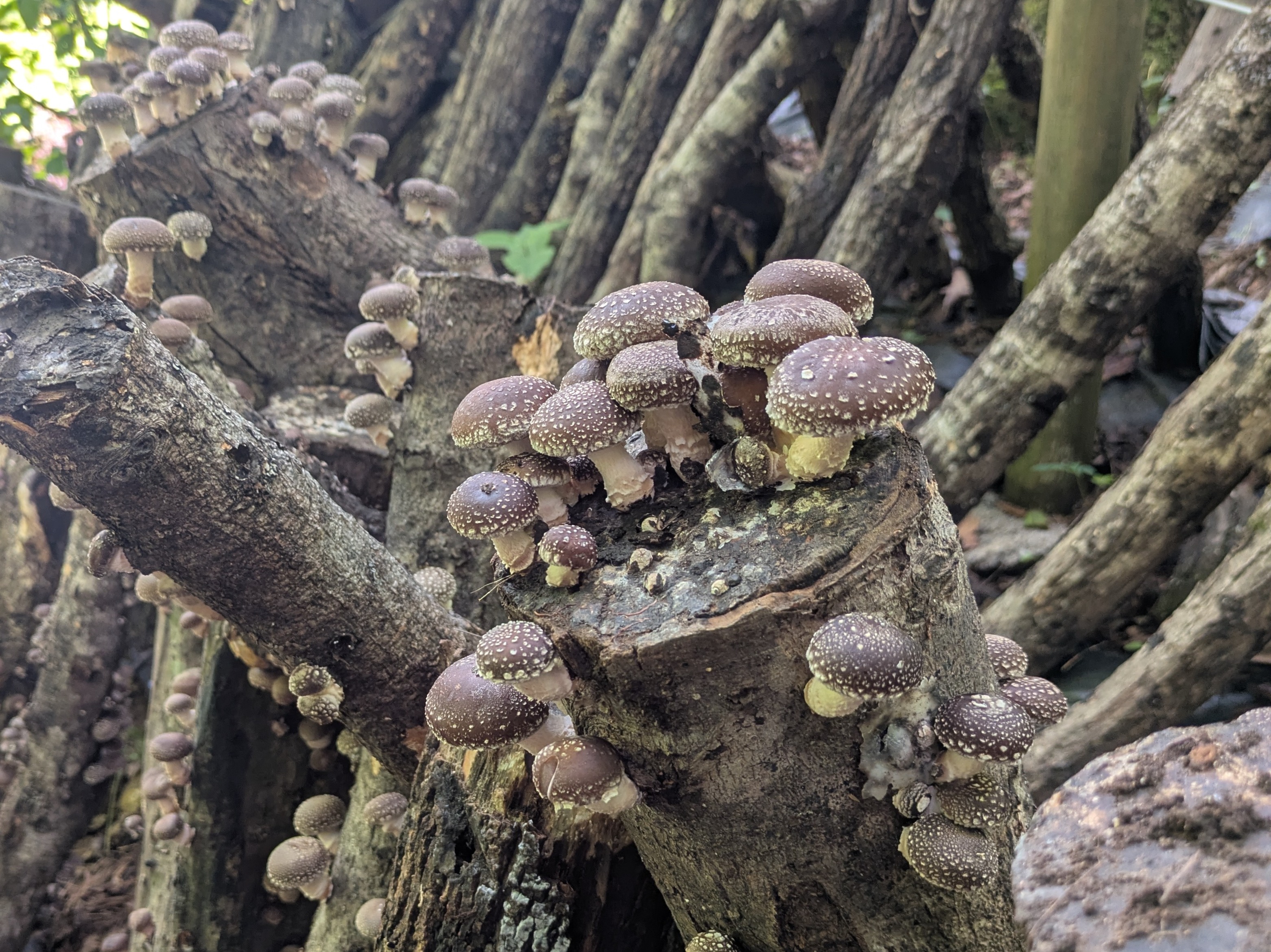 Thumbnail image 2 for Shiitake