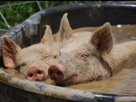 Pork