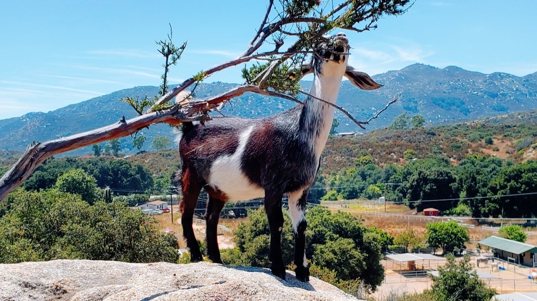 Thumbnail image 2 for Premium Raw Goat Milk — Pasture-Raised 1 Qrt