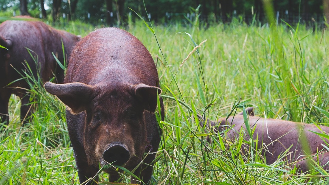 Pasture Raised Pork Deposit - Half Portion