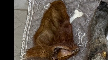 Dehydrated cow ear with fur