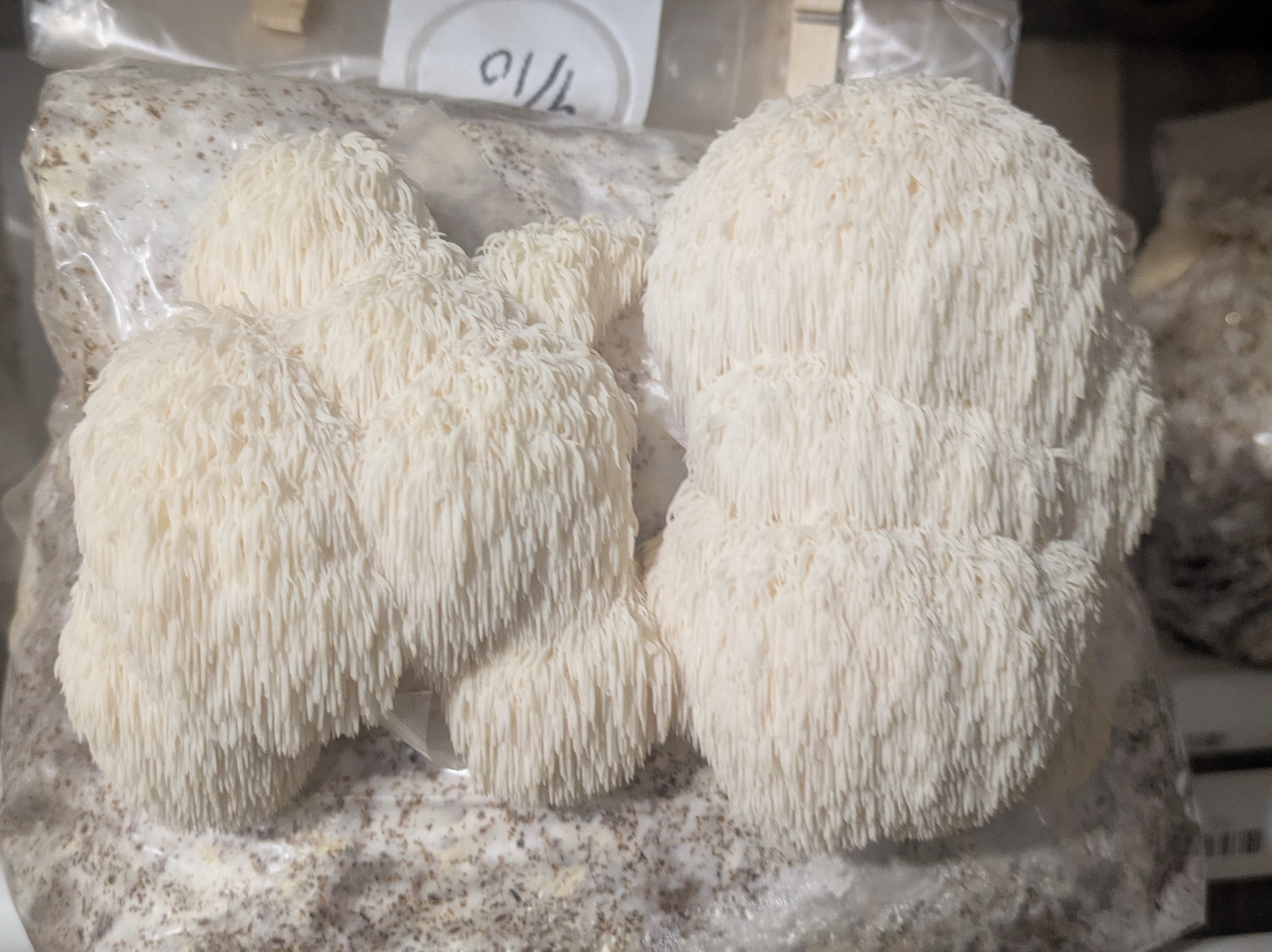 Thumbnail image 2 for Lions mane