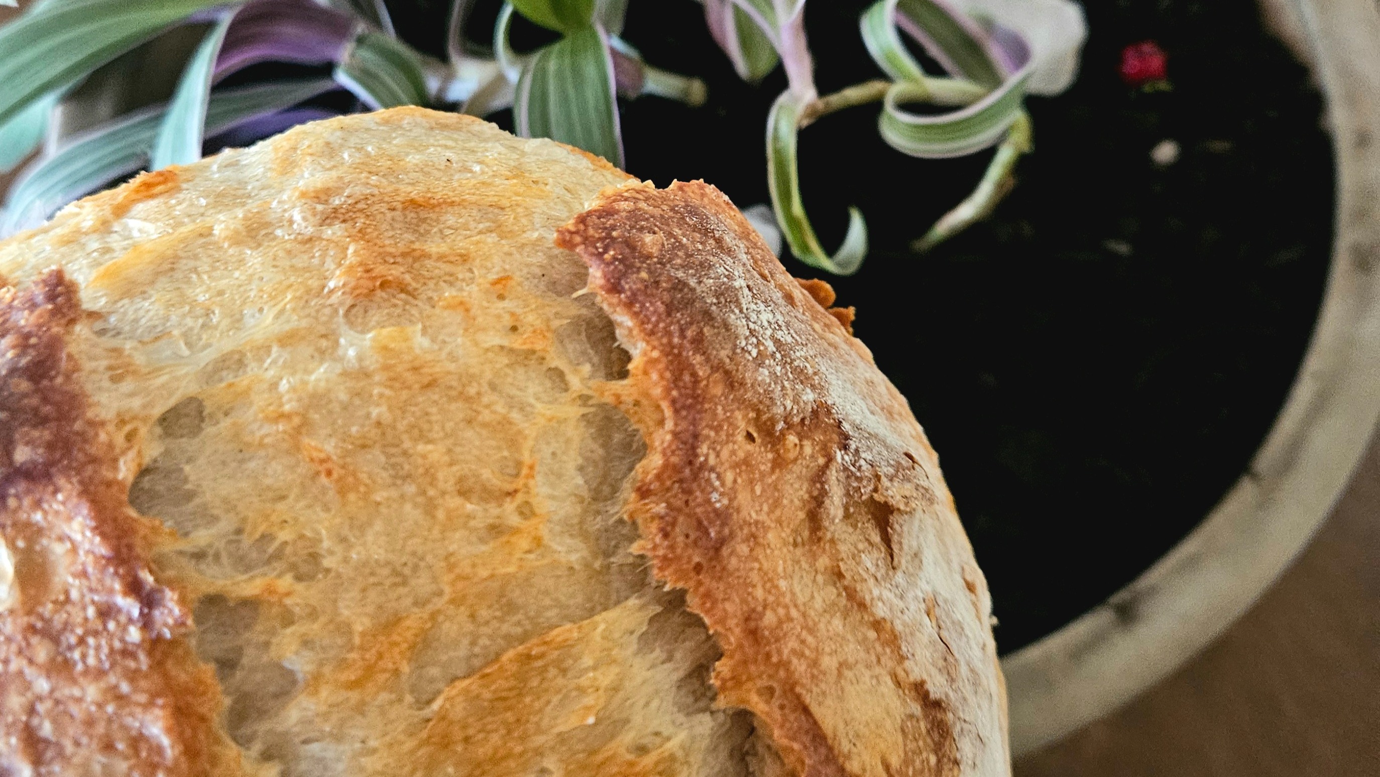 Sourdough Boule