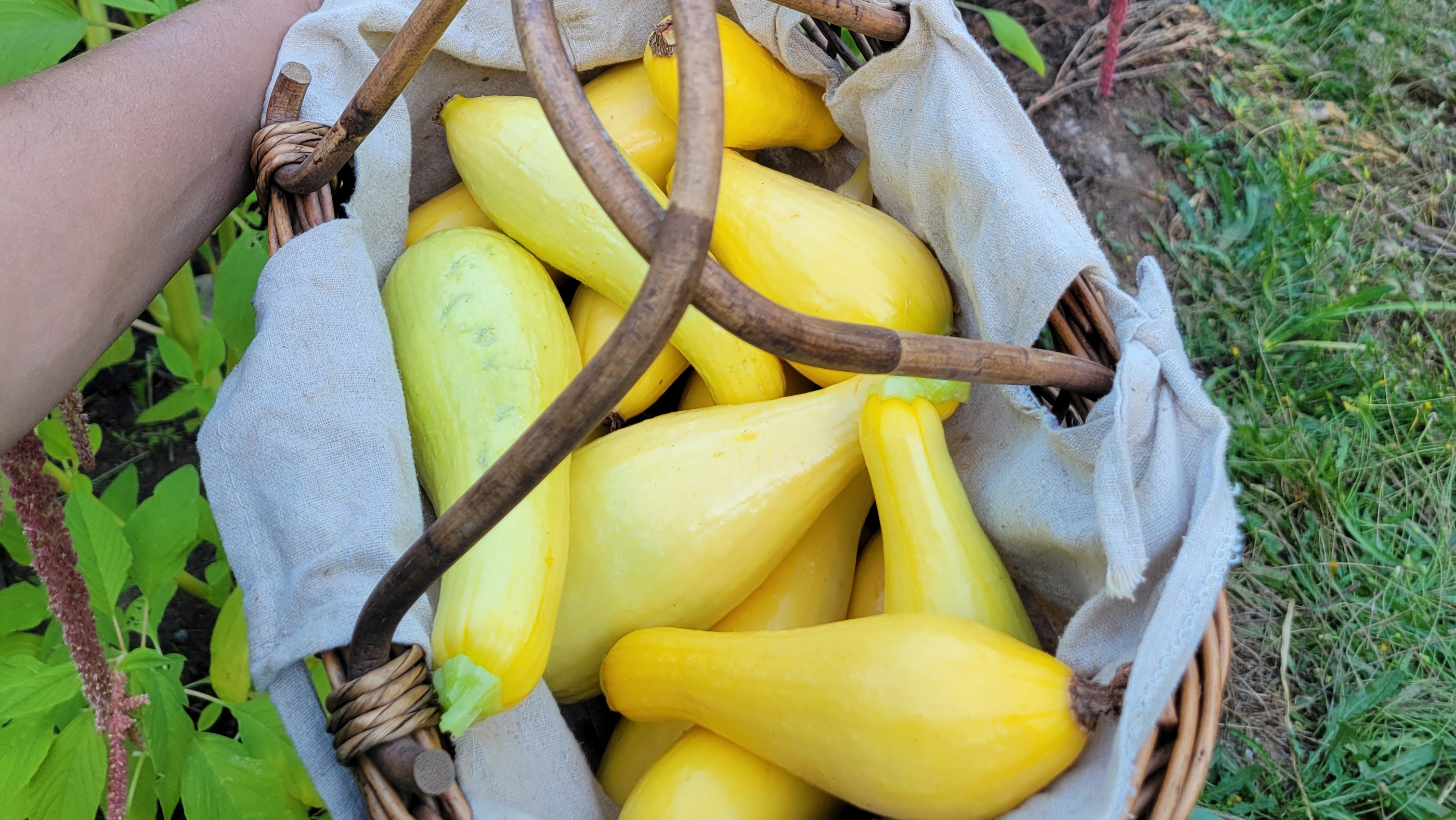 Thumbnail image 1 for Summer Squash