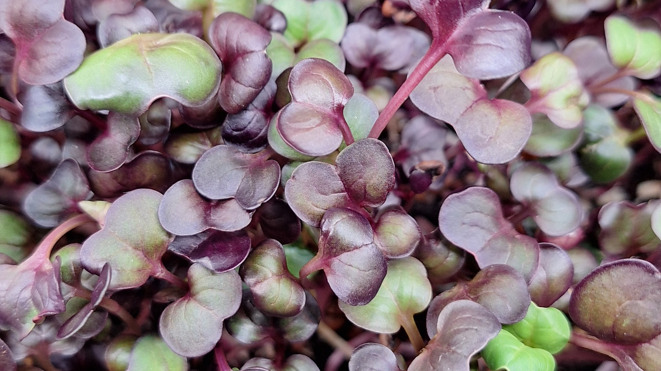 Rambo Radish (Purple Radish)