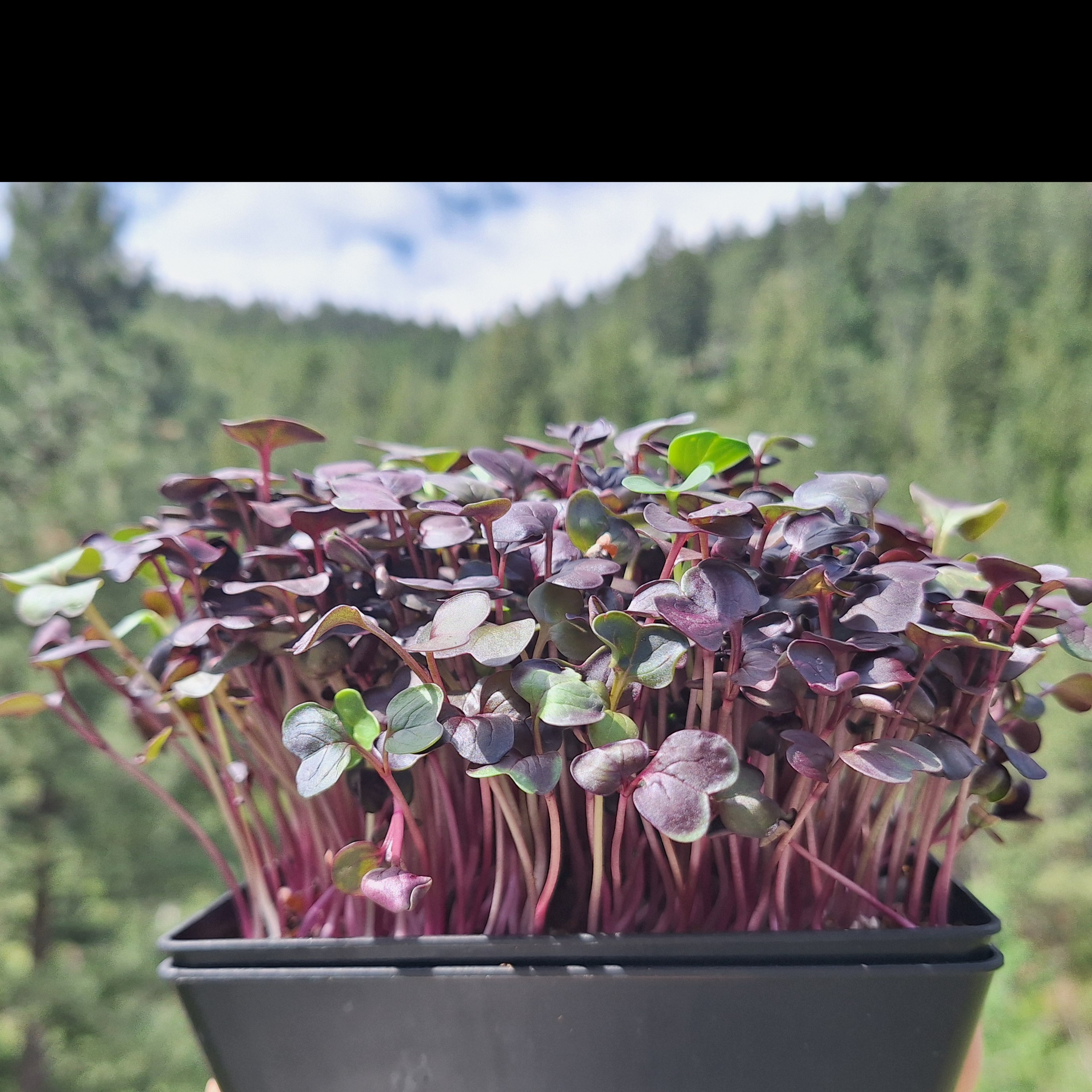 Thumbnail image 3 for Rambo Radish (Purple Radish) - 2 oz. 