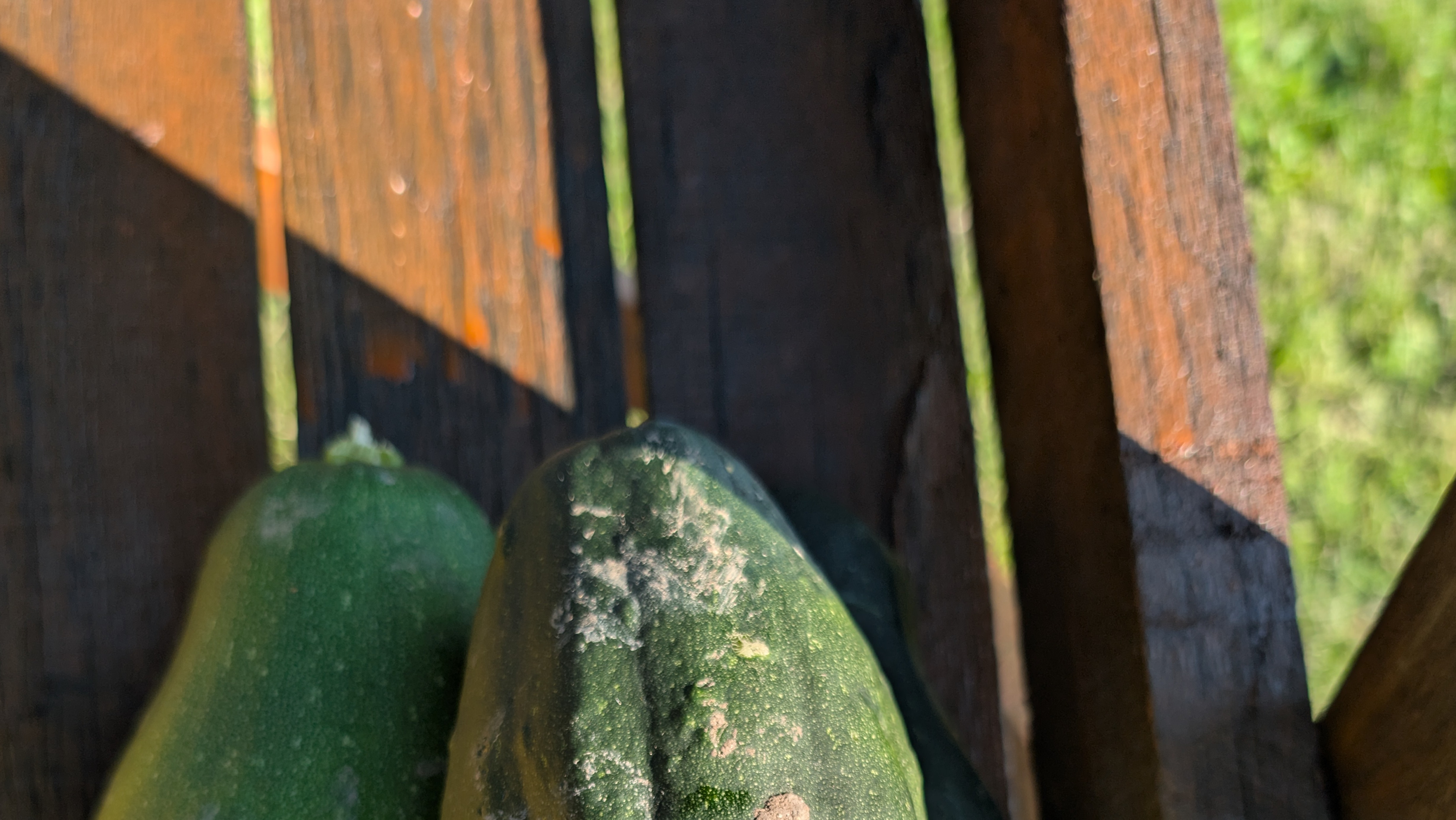 Pumpkin zucchini 