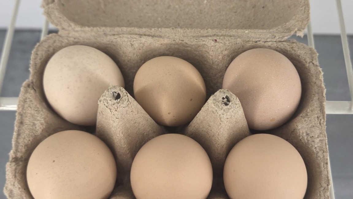 Half Dozen Eggs