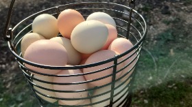 Fresh Eggs