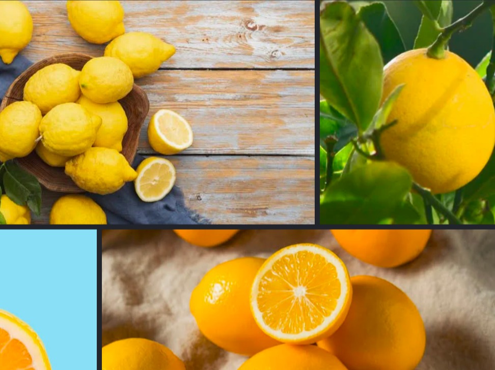 Thumbnail image 1 for Meyer Lemons