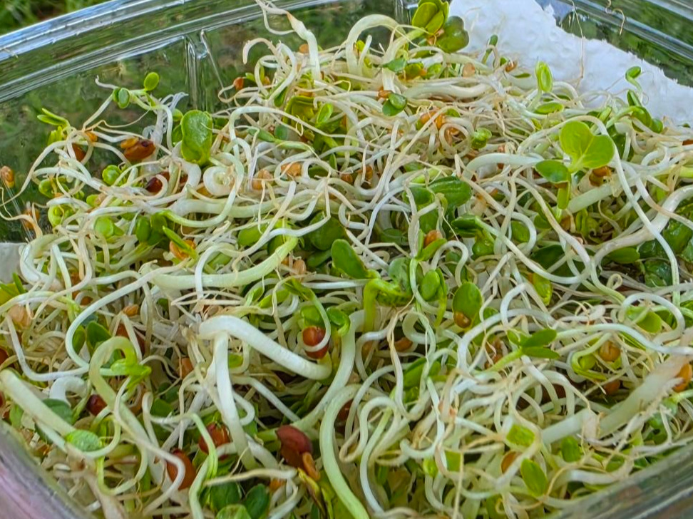 Protein Powerhouse Sprouts