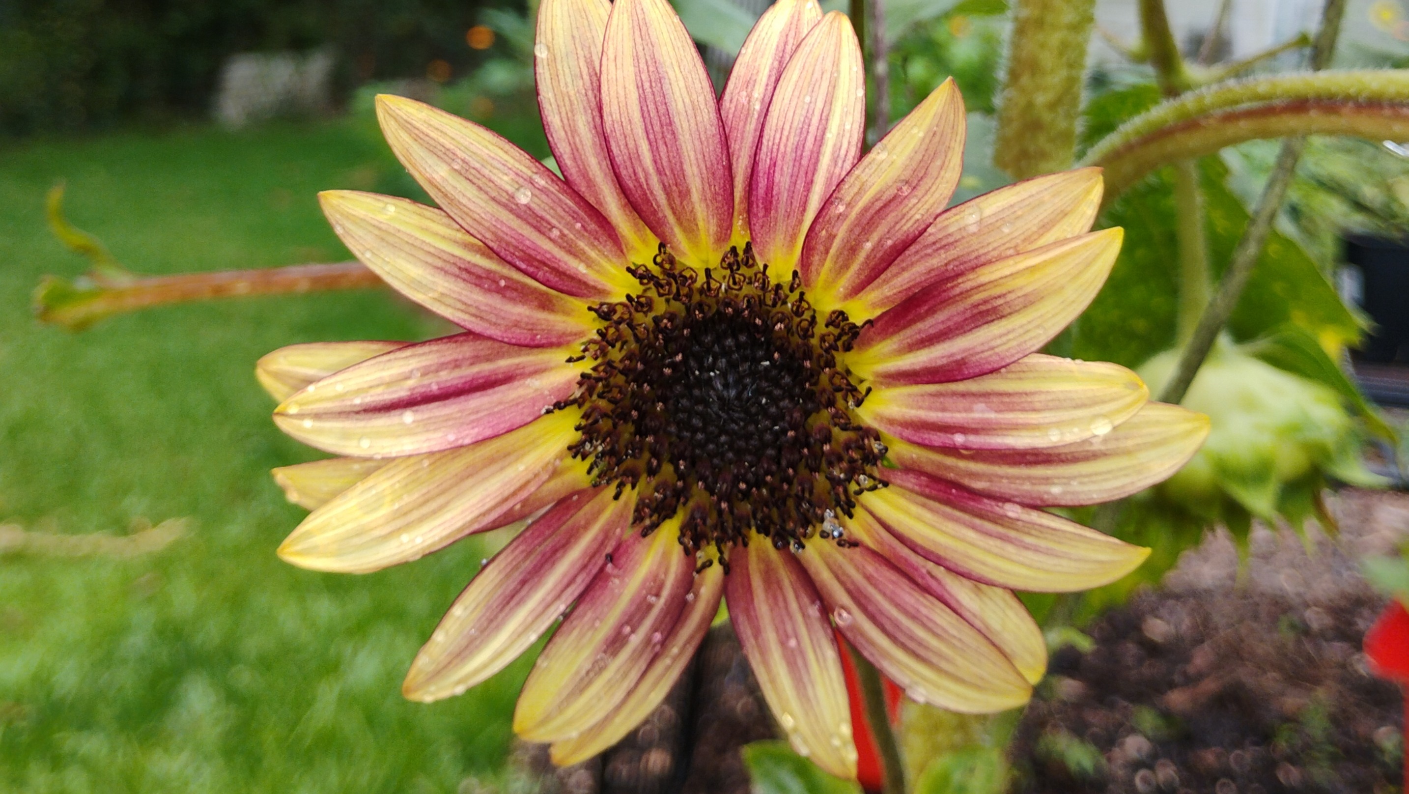 Sunflower seeds - Bicolor