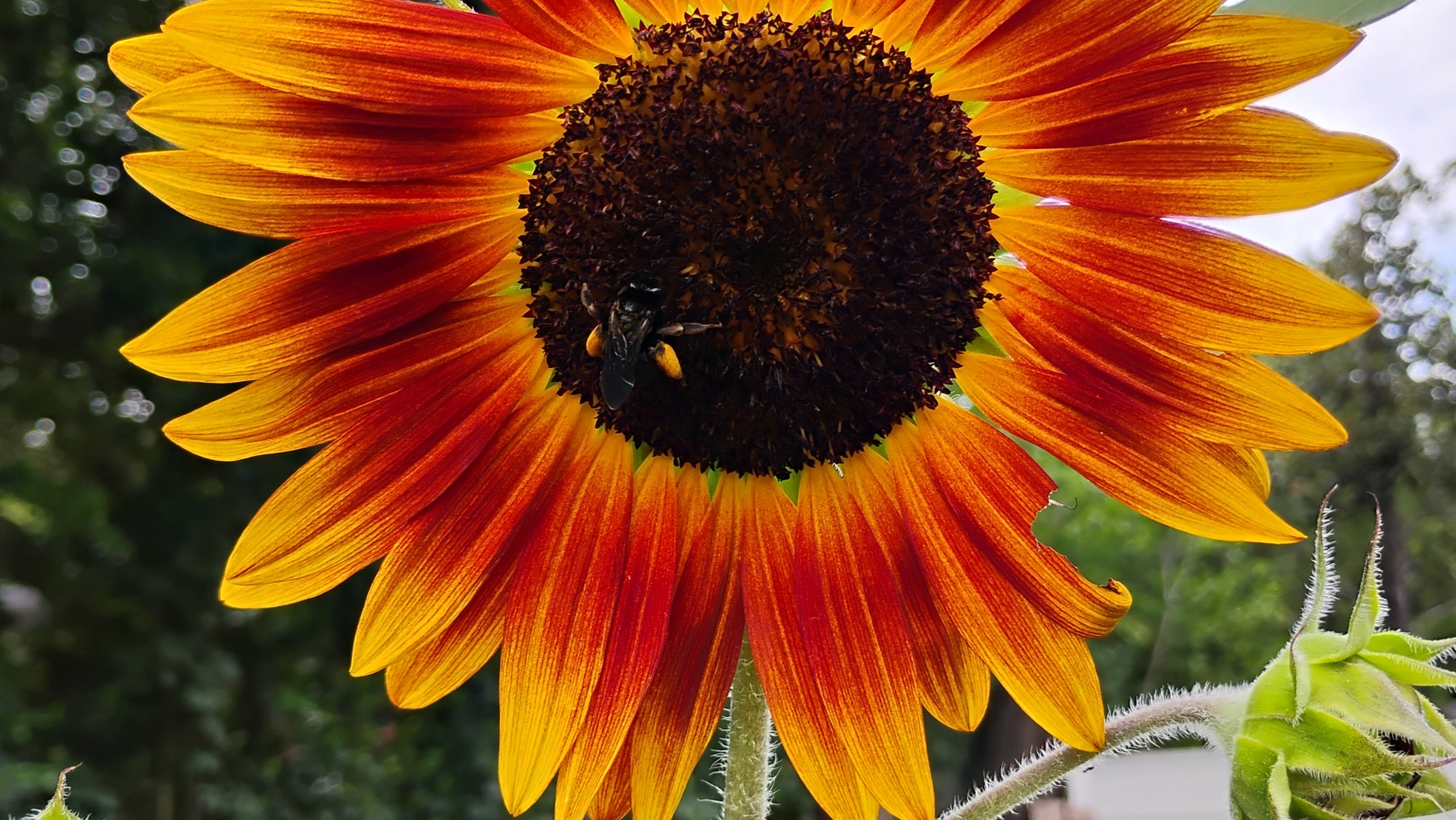 Sunflower seeds - Bicolor