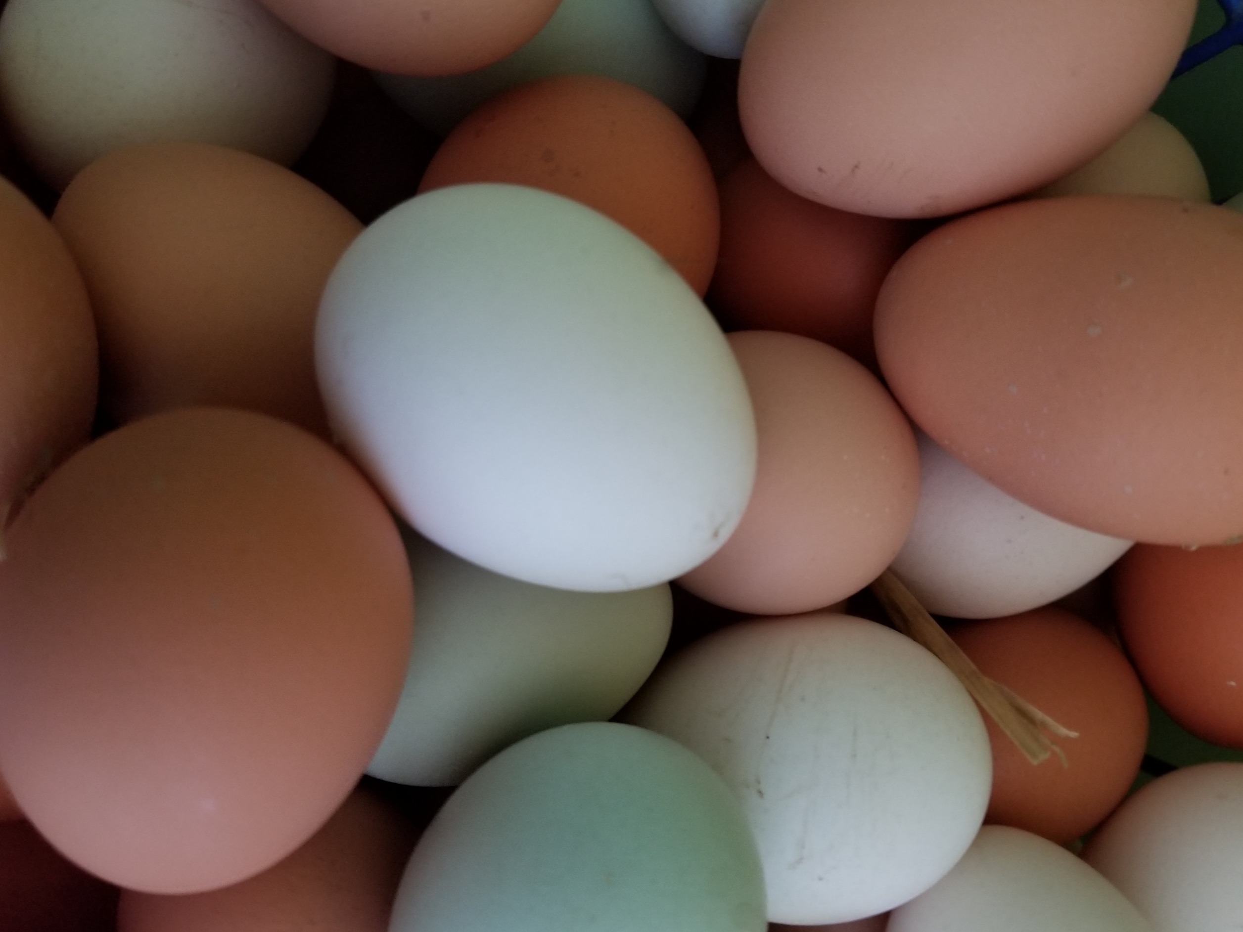Thumbnail image 1 for Eggs