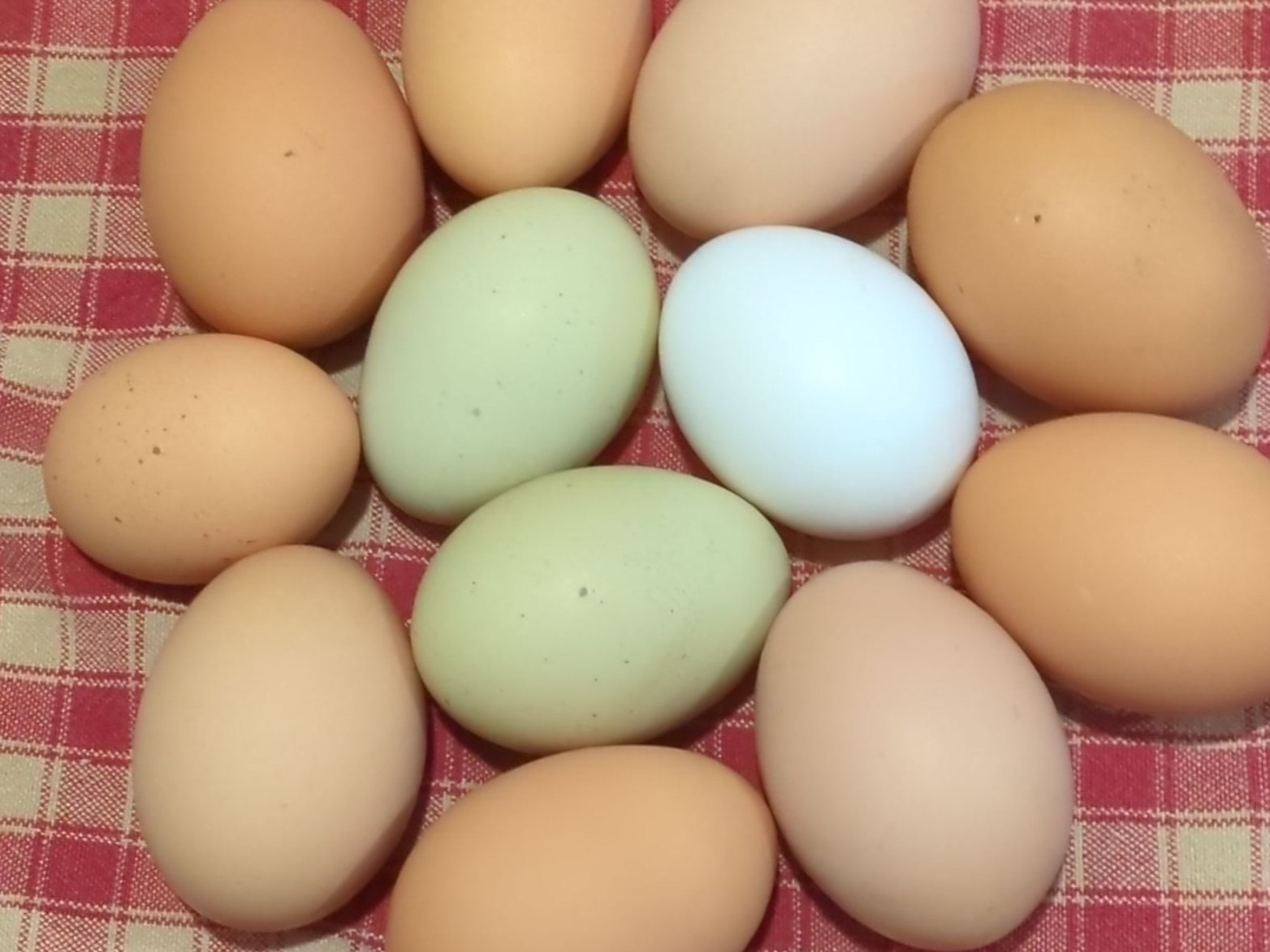 Thumbnail image 1 for Chicken Eggs - Fresh