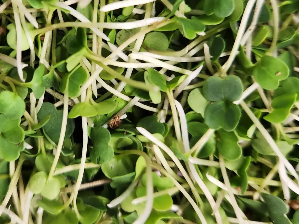Thumbnail image 2 for Spicy Mustard Microgreens - 2 oz.