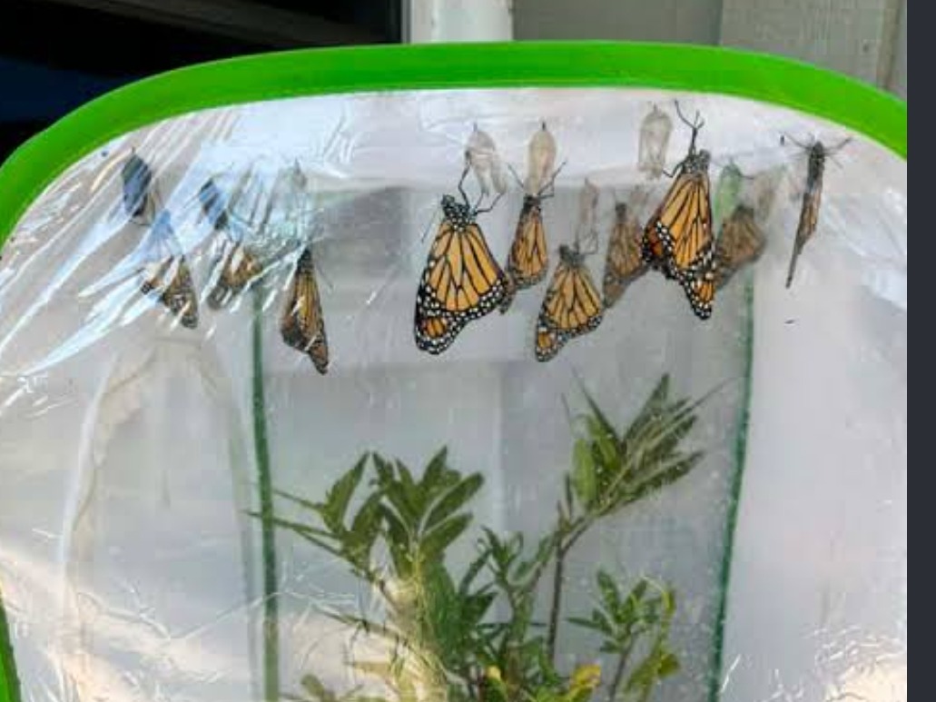 Rasing Monarch Butterflies Class