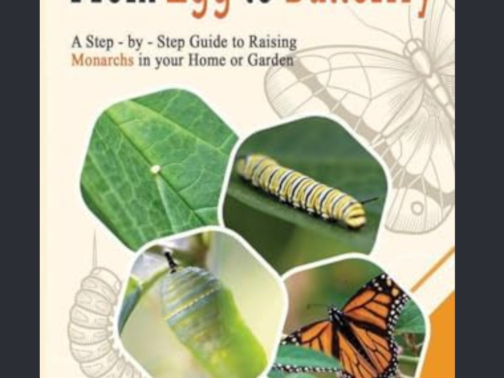 Thumbnail image 2 for Rasing Monarch Butterflies Class