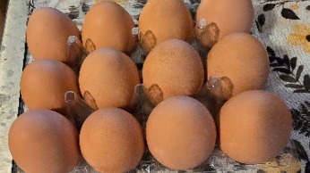 Xl Brown Eggs 