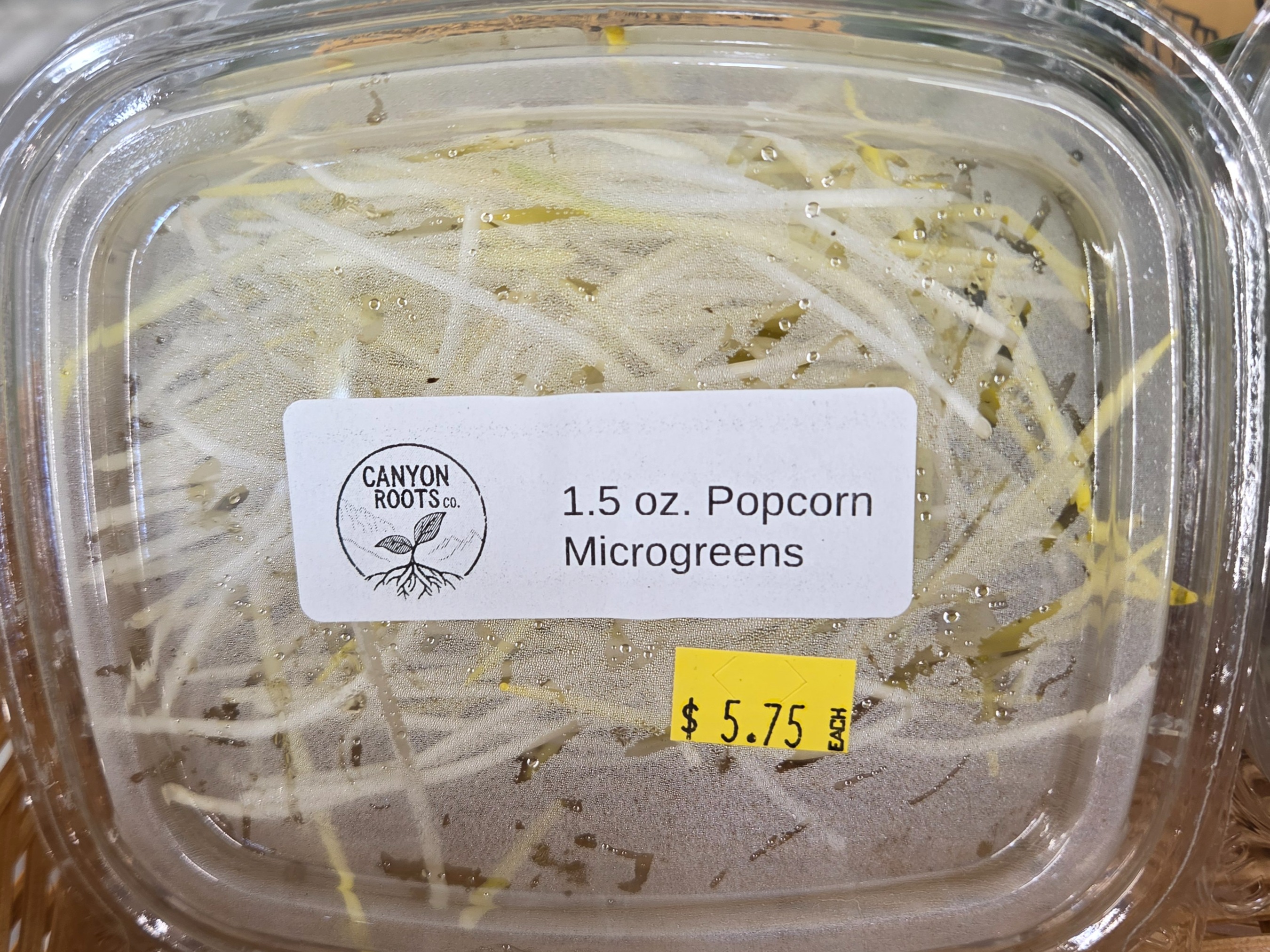 Thumbnail image 2 for CRC - Popcorn Microgreens - 1.5 Oz