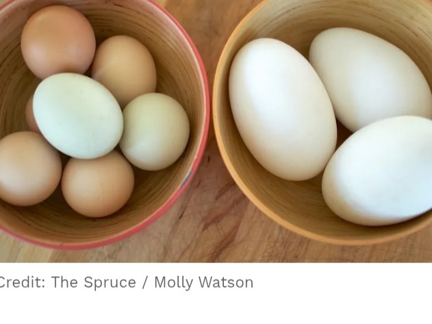 Thumbnail image 1 for Goose Eggs